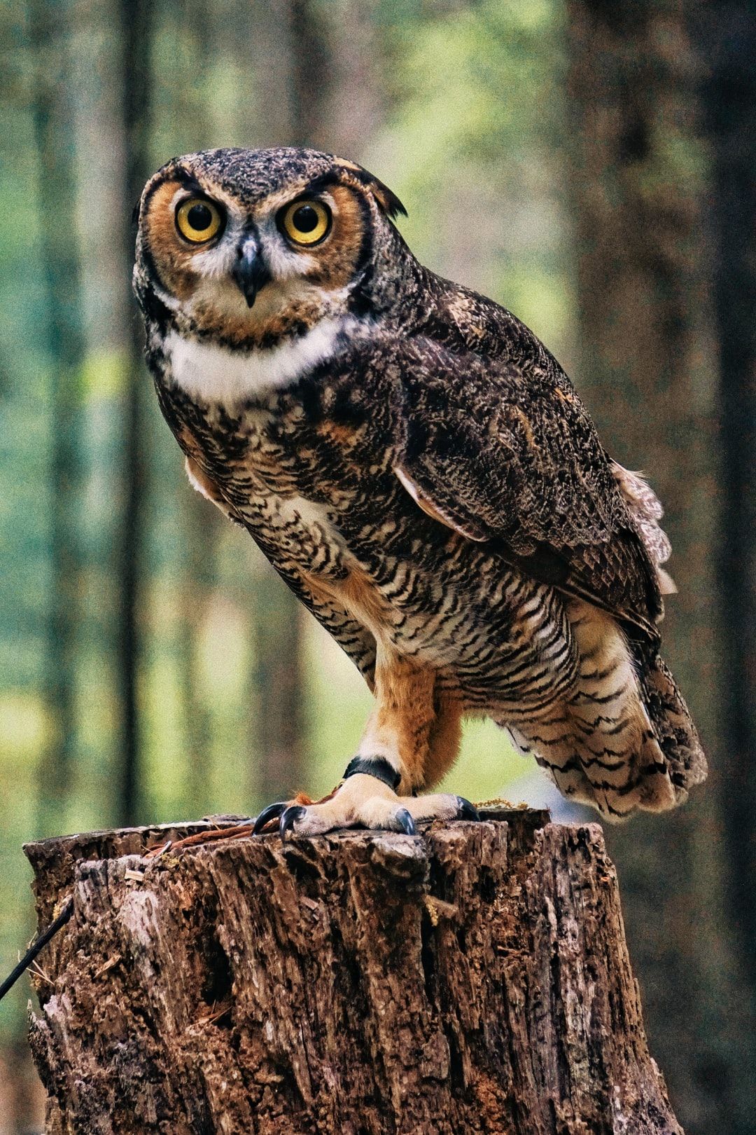 Owl Wallpaper: Free HD Download [HQ]