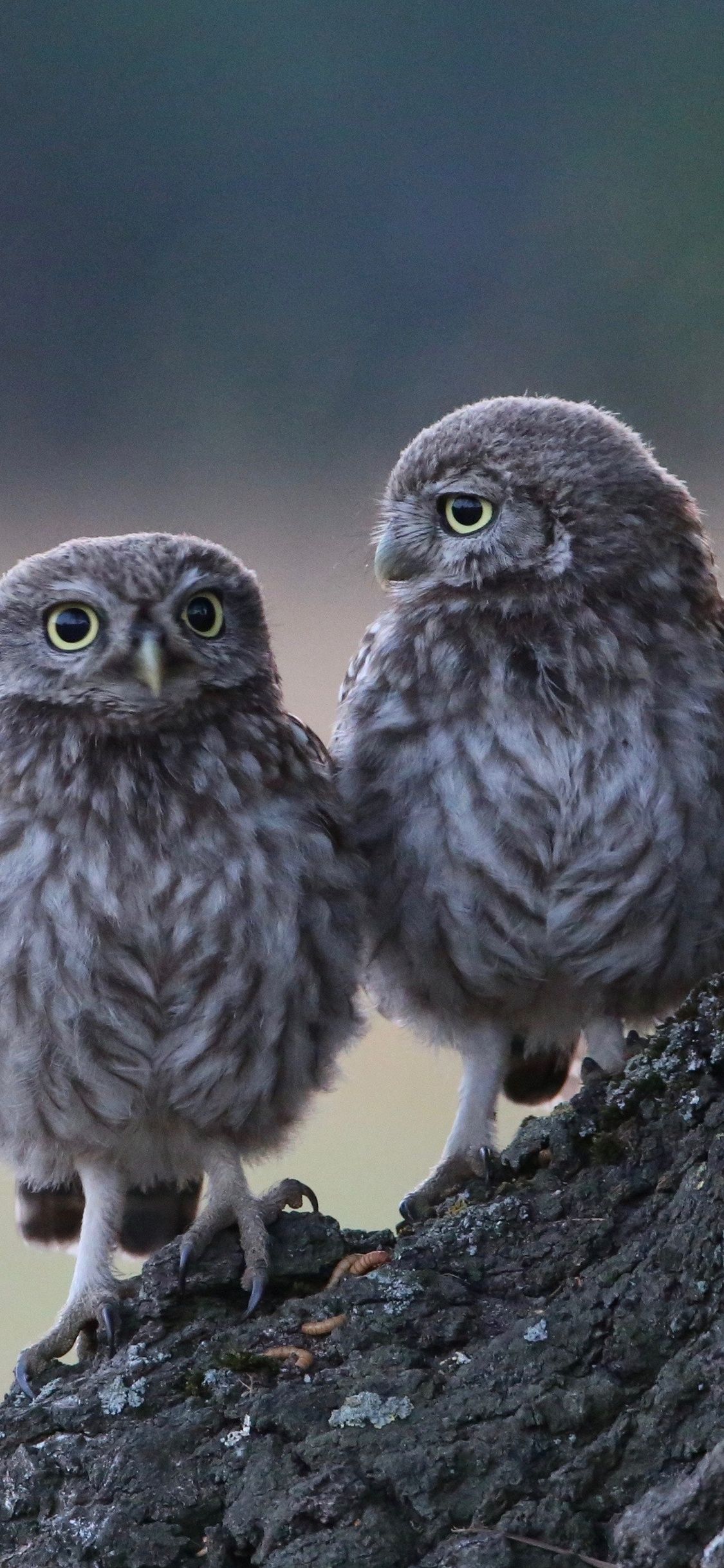 Two Owls Sitting On Branch 4k iPhone XS, iPhone 10, iPhone