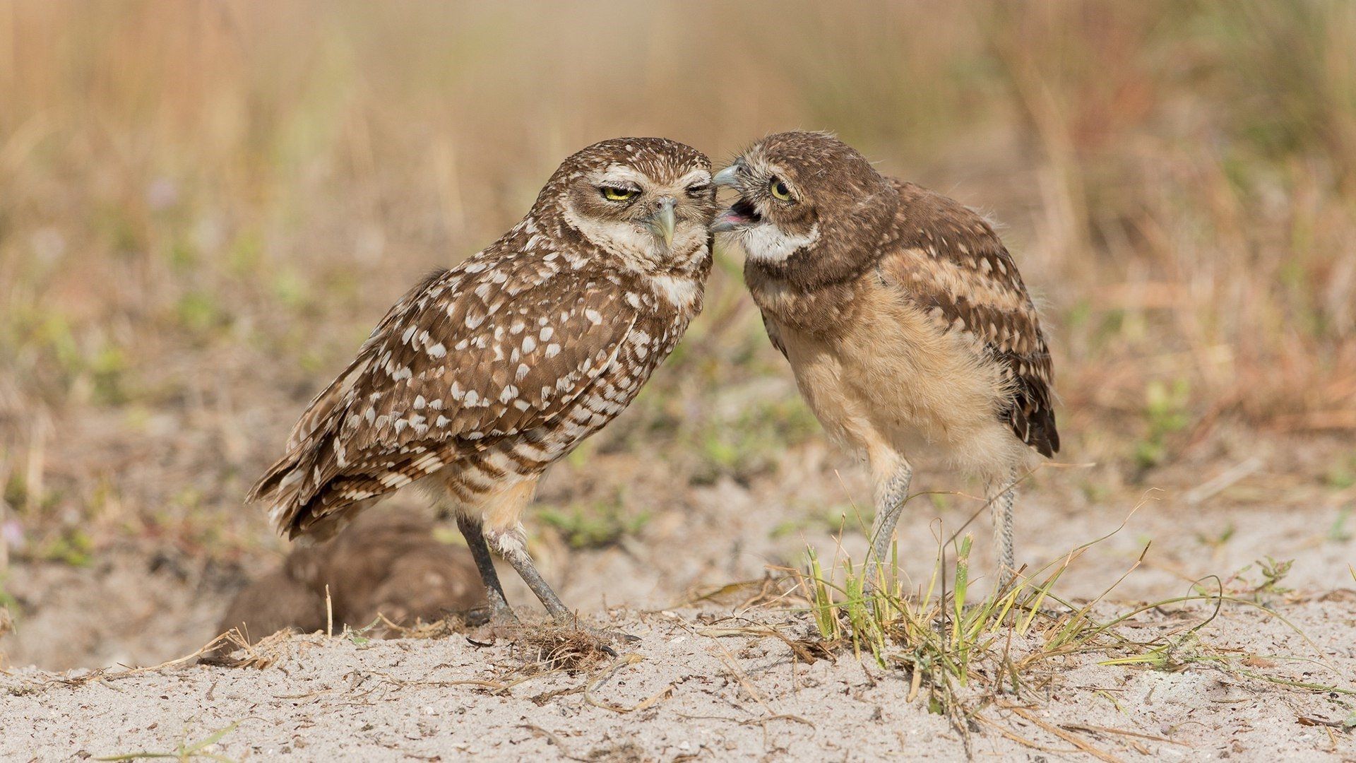 Two Owls HD Wallpaper