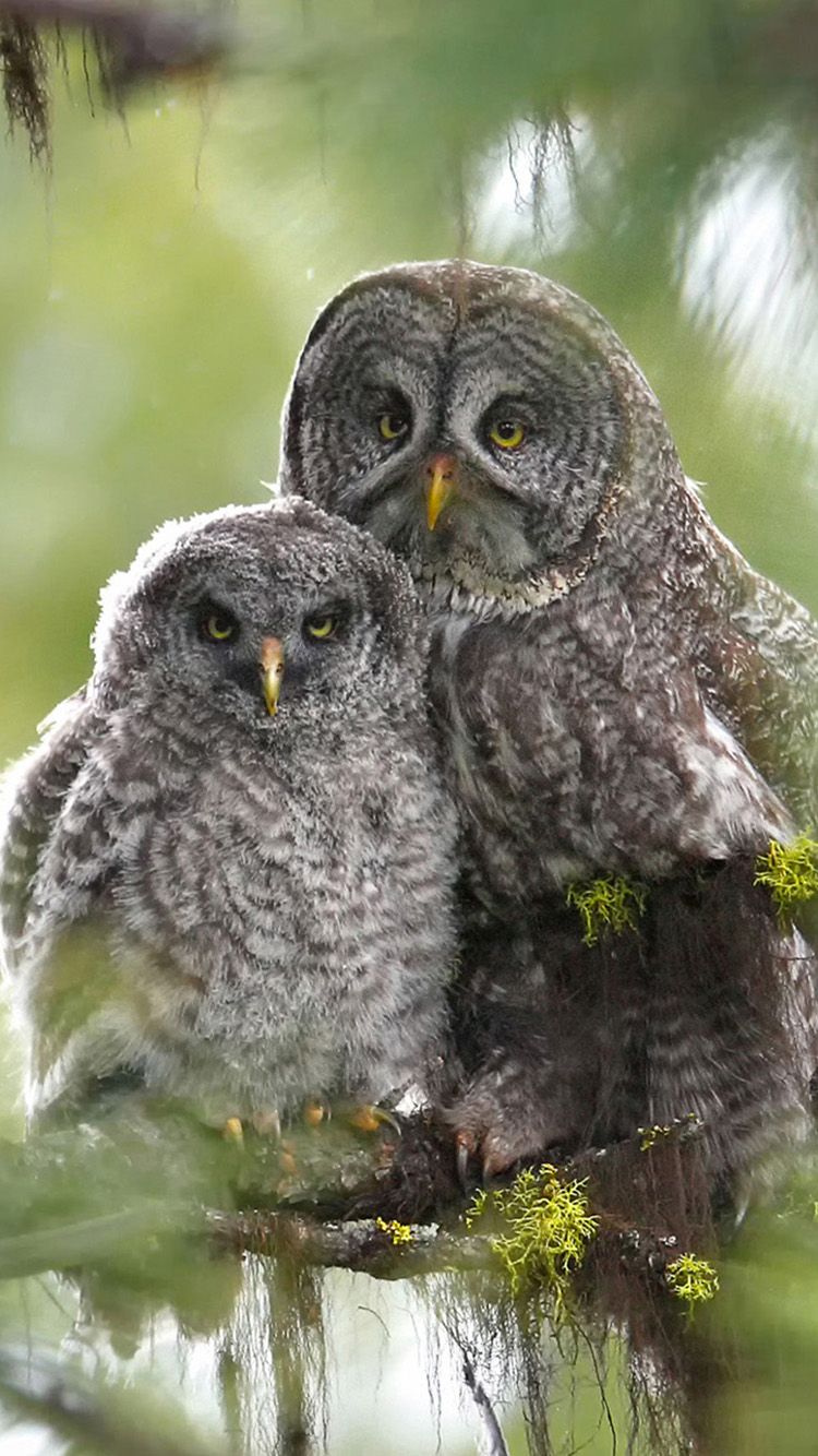 Two owls iPhone 6 Wallpaper. Great grey owl, Owl, Owl picture
