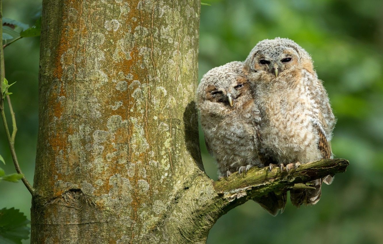 Wallpaper birds, background, tree, owl, two, owls, a couple image