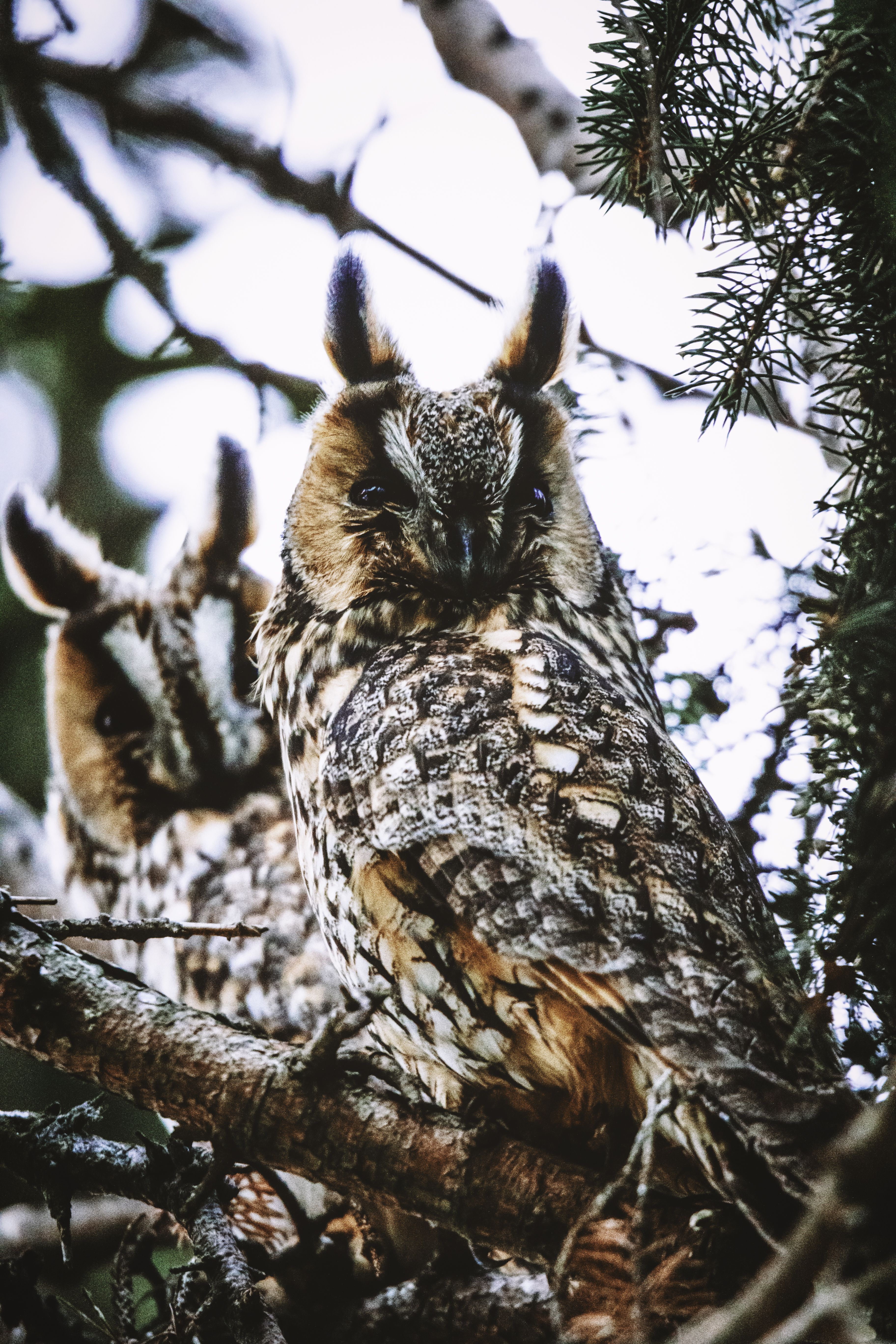Two Brown Owls on Tree Branch · Free