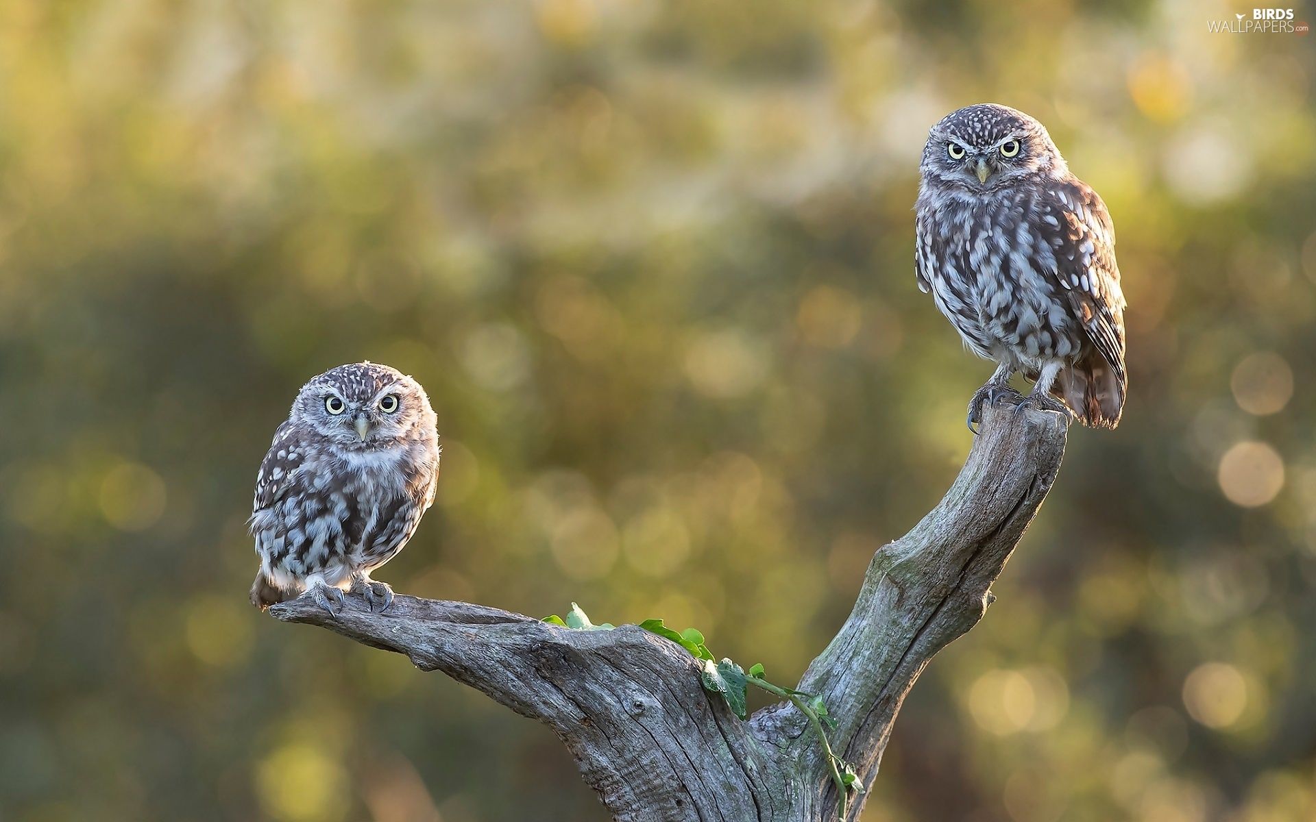 viewes, Lod on the beach, Owls, trees, dry, Two, Little Owl