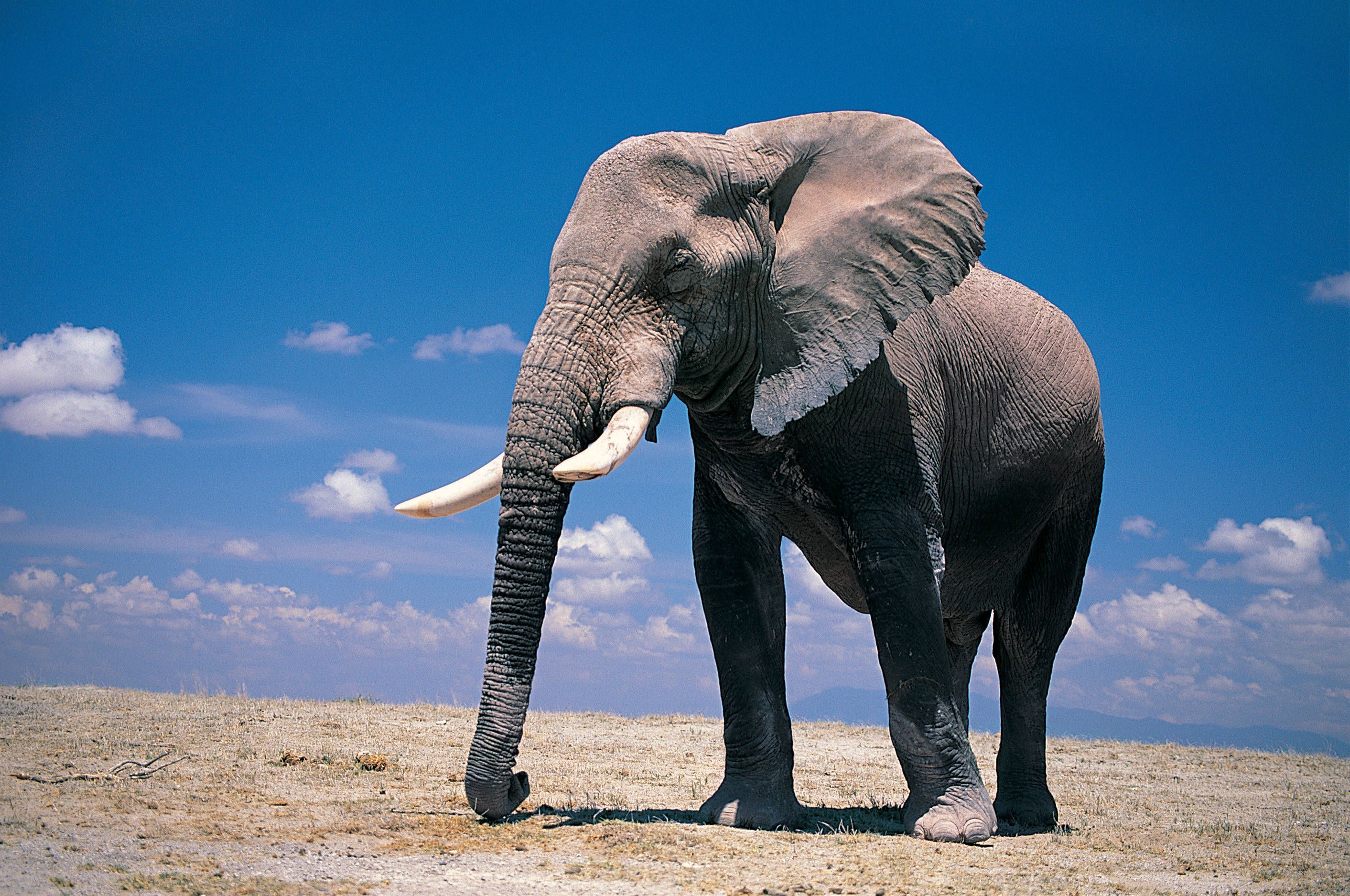 HD Elephants Wallpaper and Photo HD Animals Wallpaper