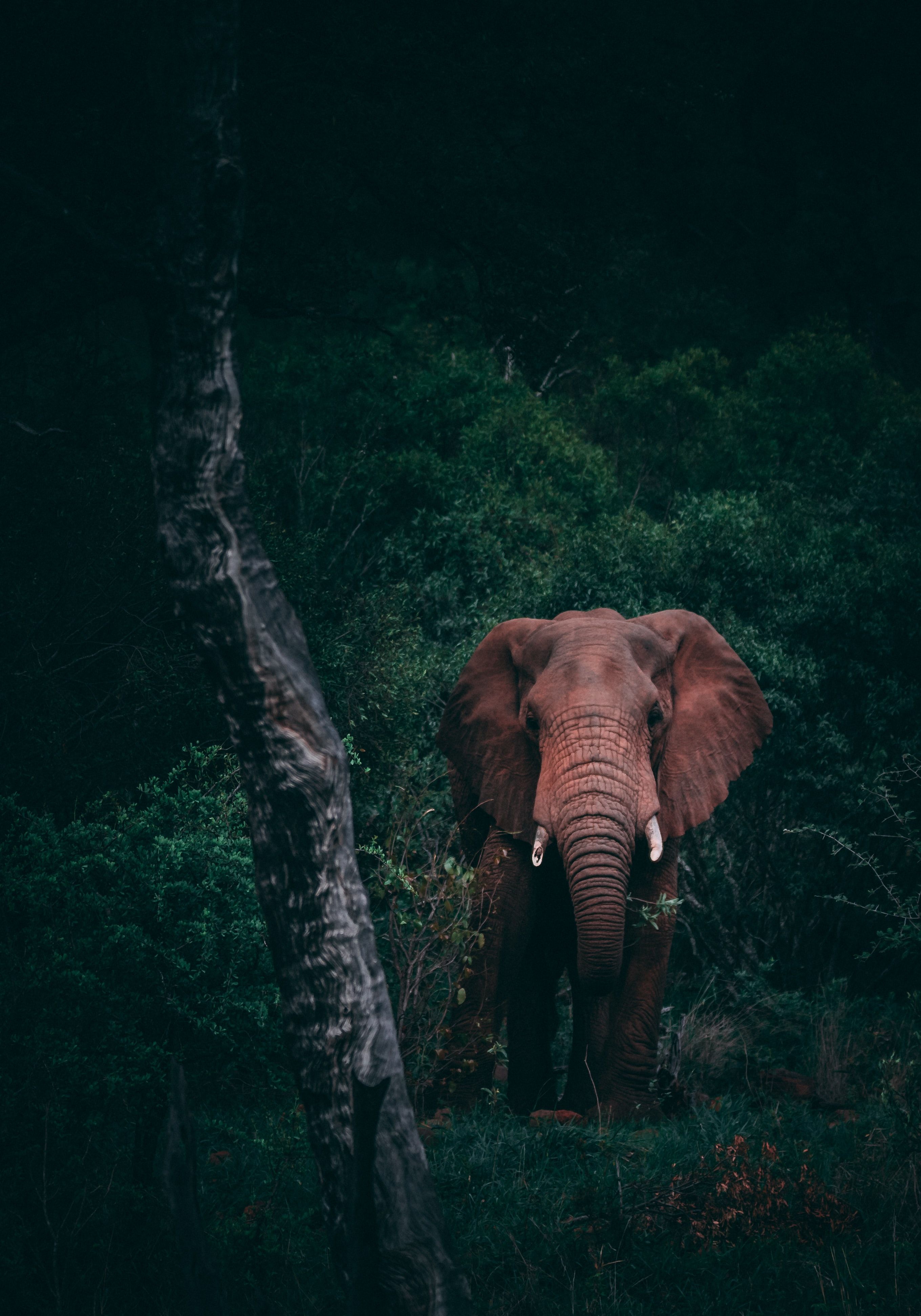 Elephant Picture [HD]. Download Free Image