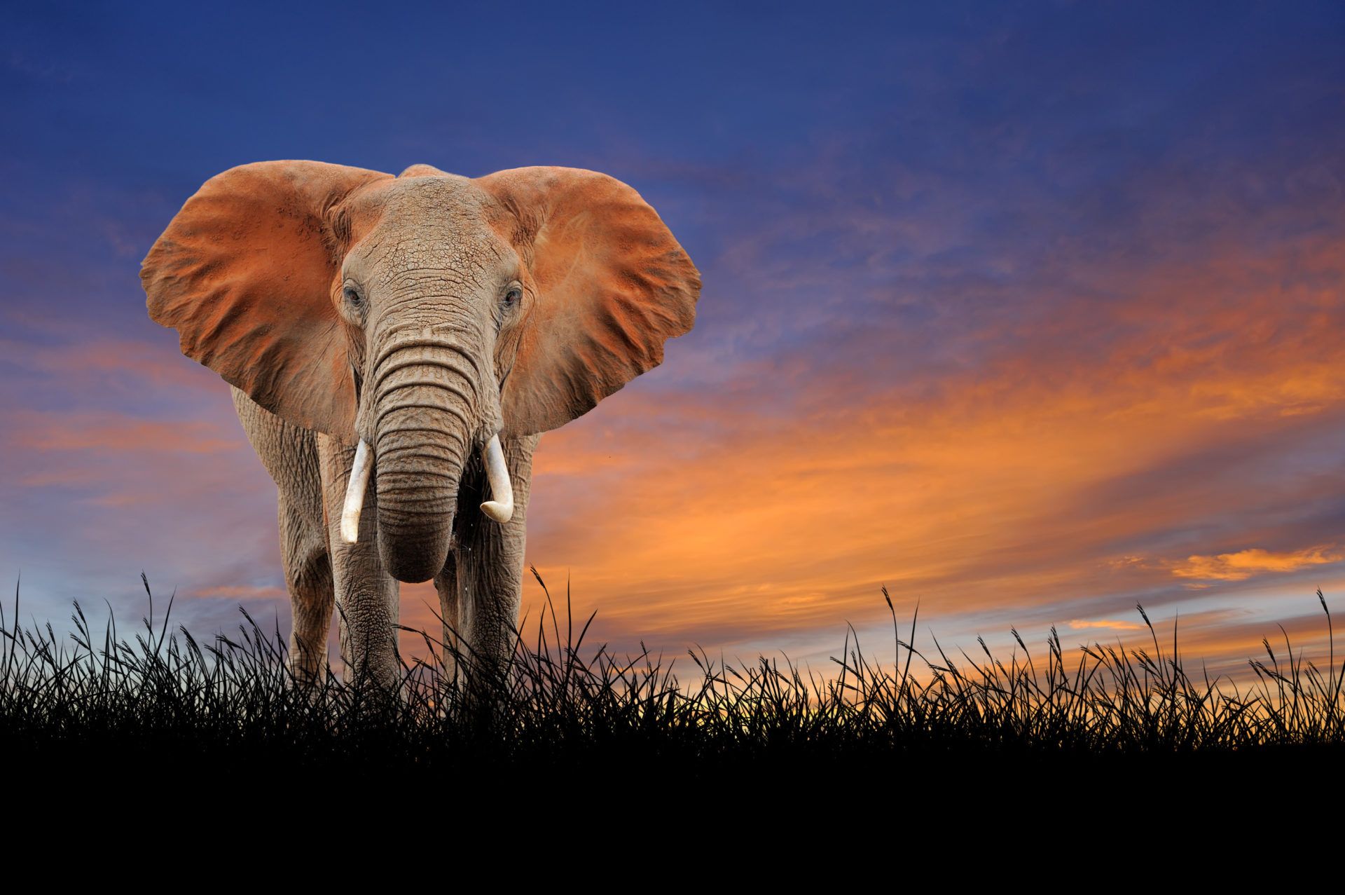 Elephants of the Most Endangered Species on the Planet