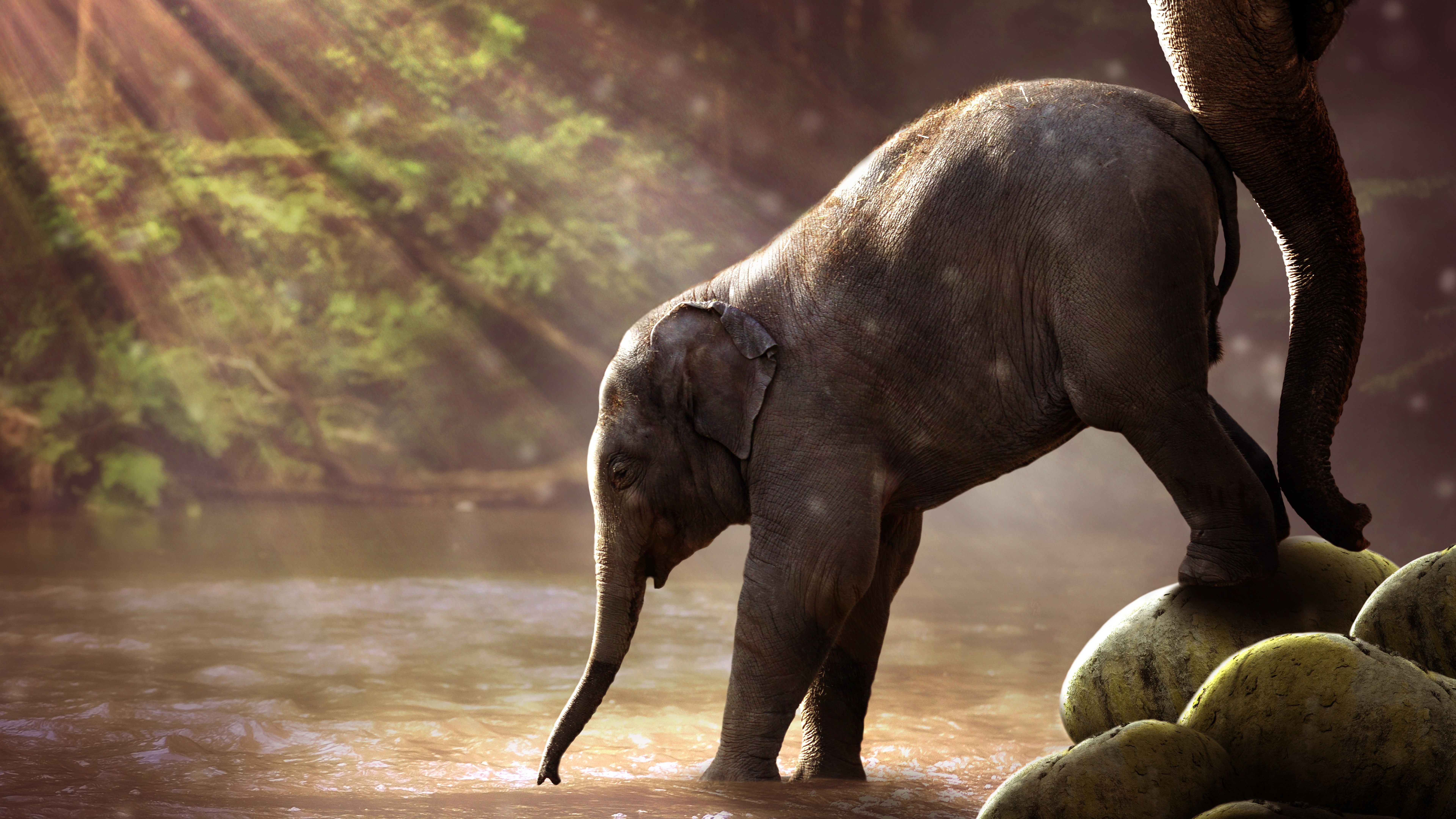 Baby Elephant 8k Ultra HD Wallpaper. Background Imagex4320