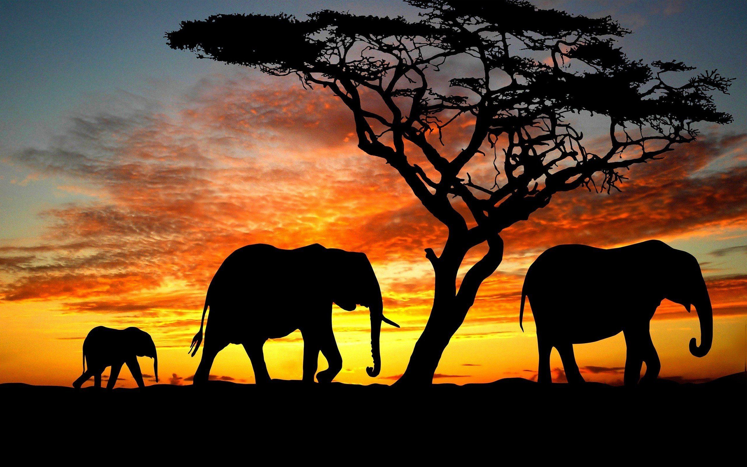 Elephant Desktop Wallpaper HD