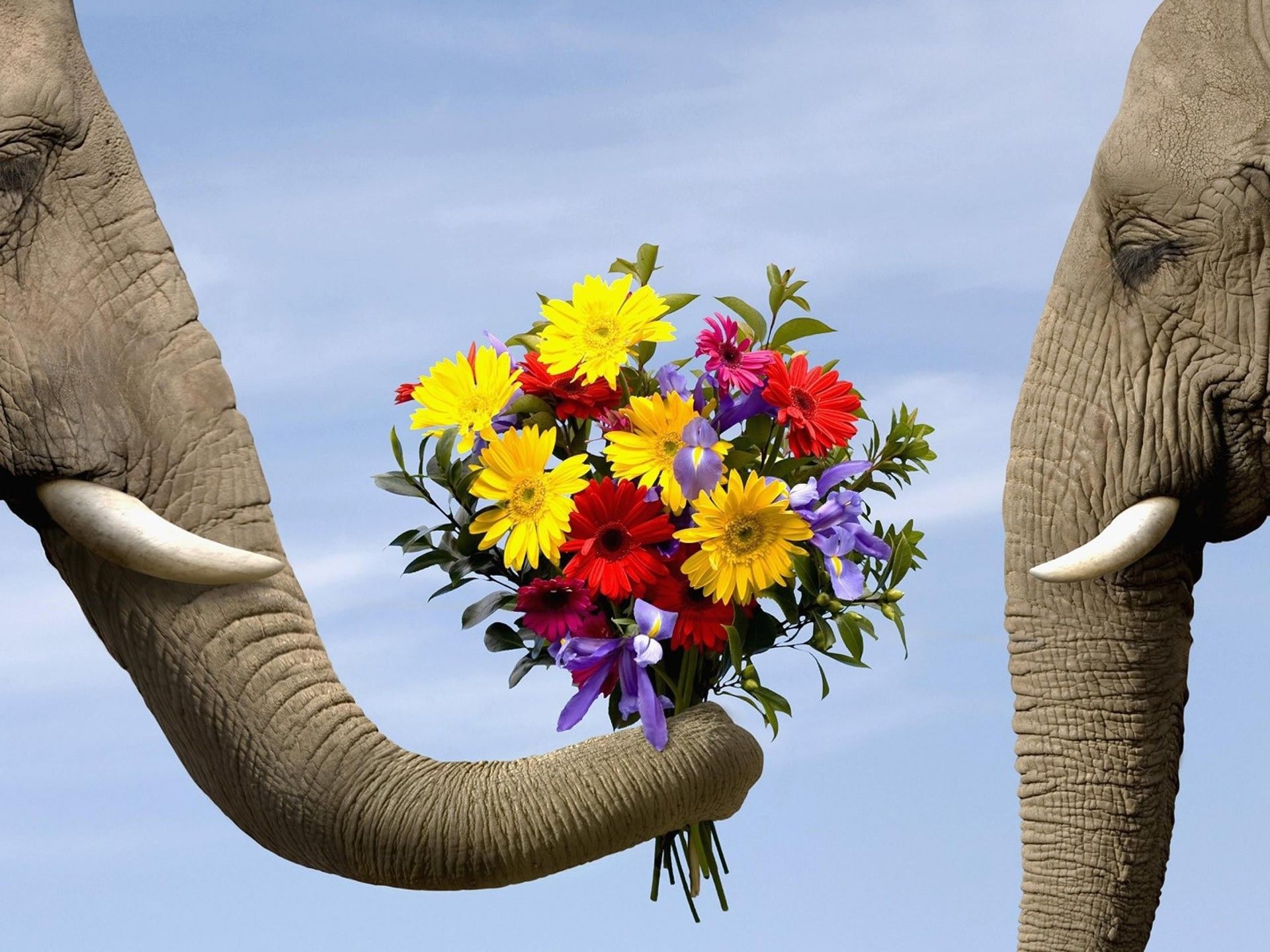 elephant animals flowers Wallpaper HD / Desktop and Mobile