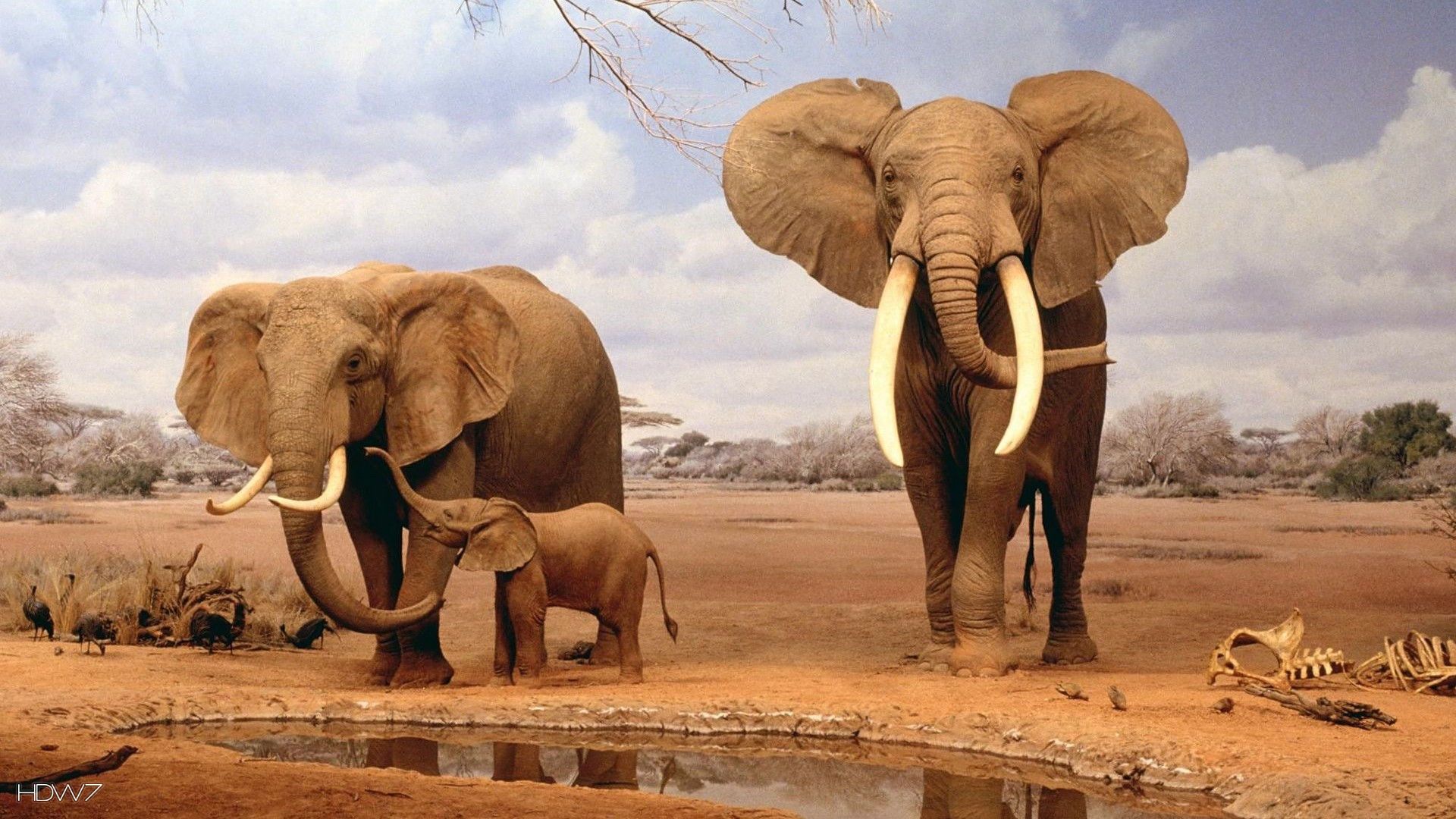 animals elephants baby elephant wallpaper. HD wallpaper gallery
