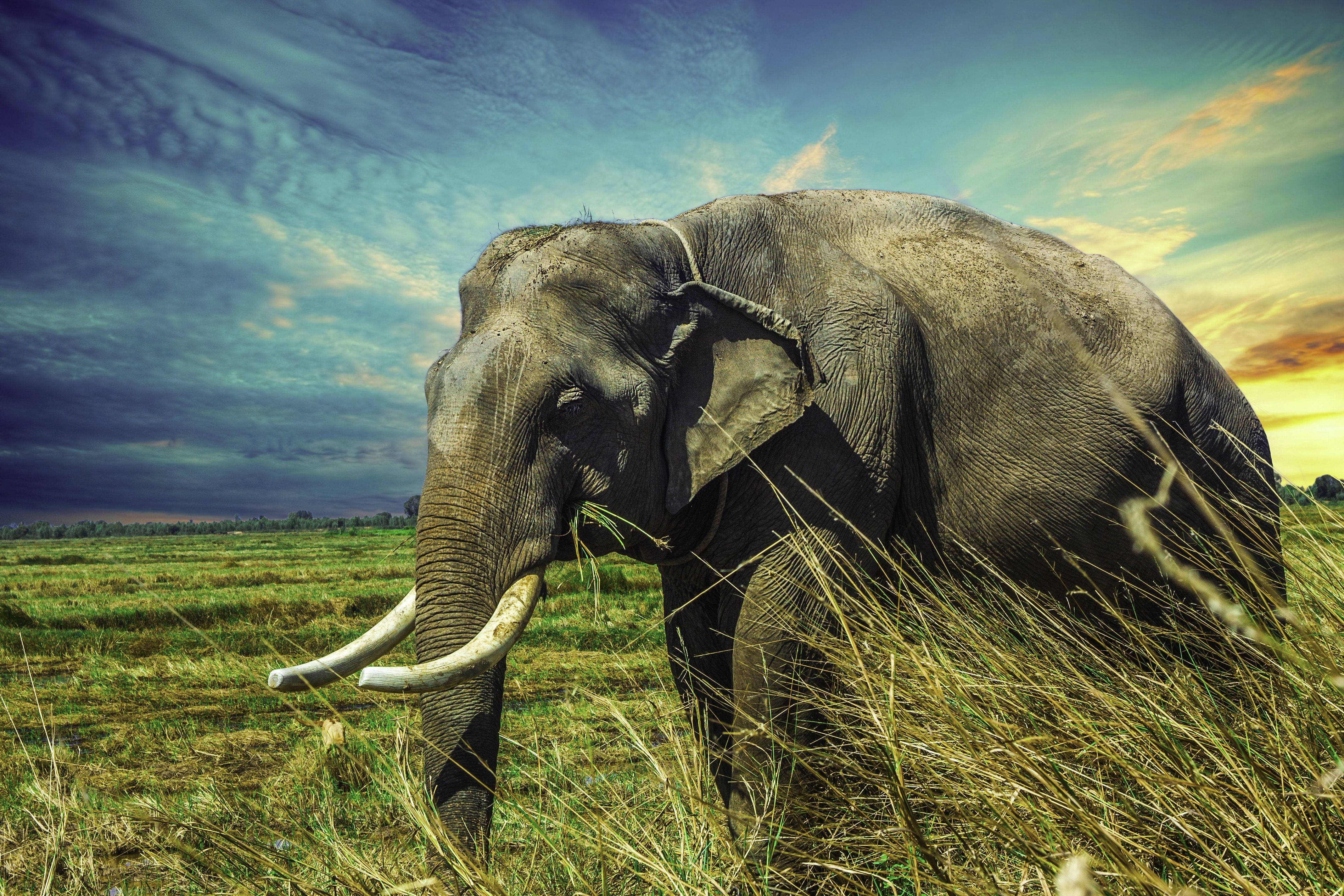 Thailand Elephant 5k, HD Animals, 4k Wallpaper, Image