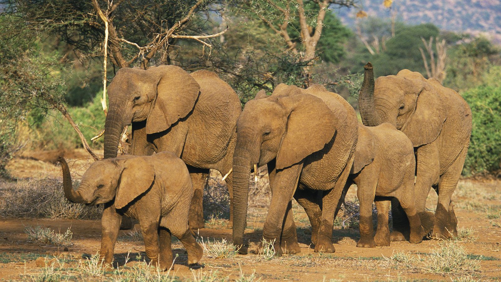 Стадо слонов. Африканские и индийские слоны. Породы слонов с фотографиями и названиями.