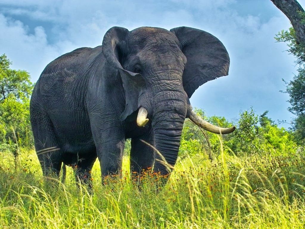 Animals World: Elephant HD Wallpaper