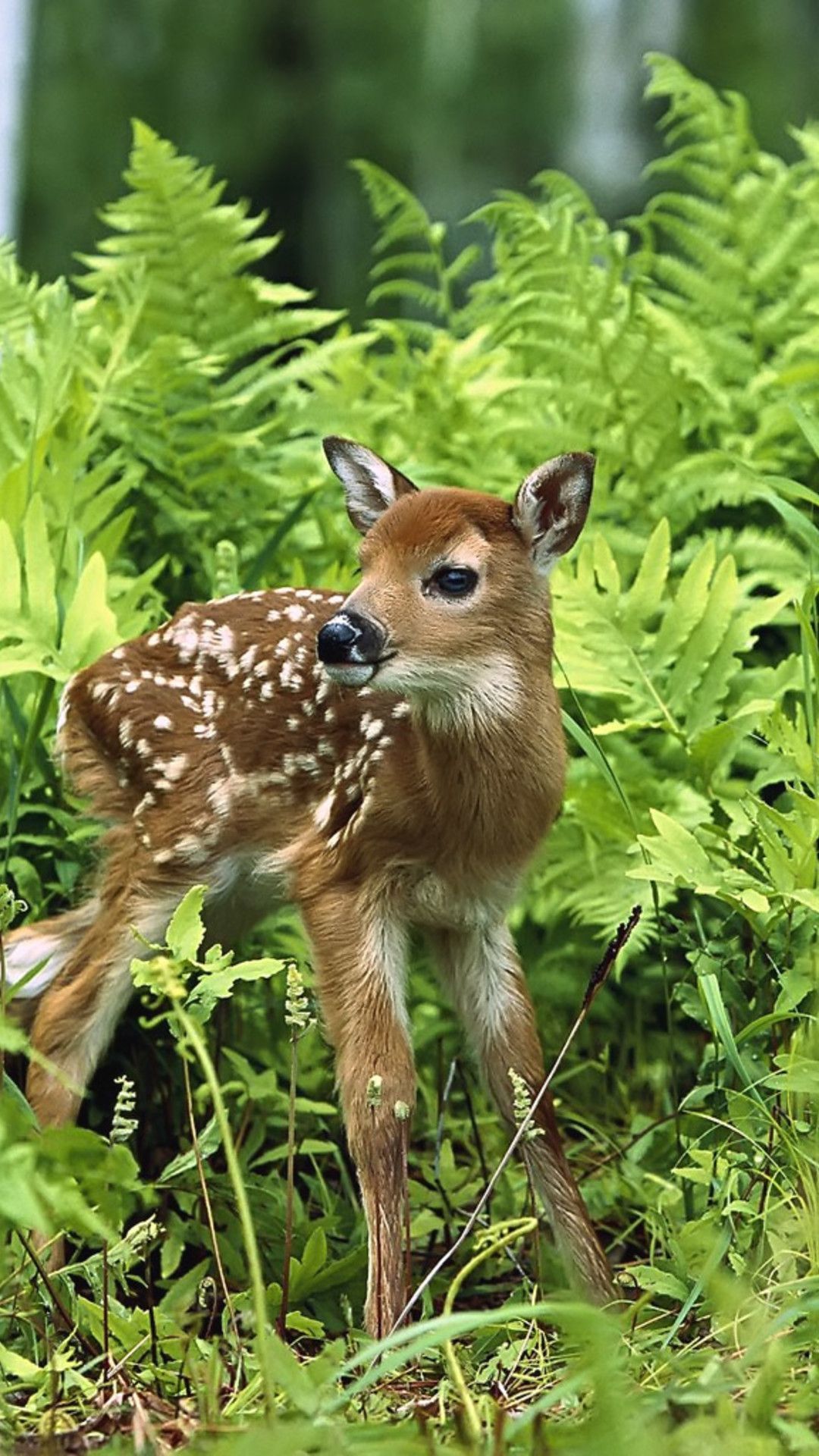 Wallpaper Download 1080x1920 A sweet baby deer in the grass in forest. Wild animals wallpaper. Animals Wallpaper.. Wild animal wallpaper, Animals, Animals wild