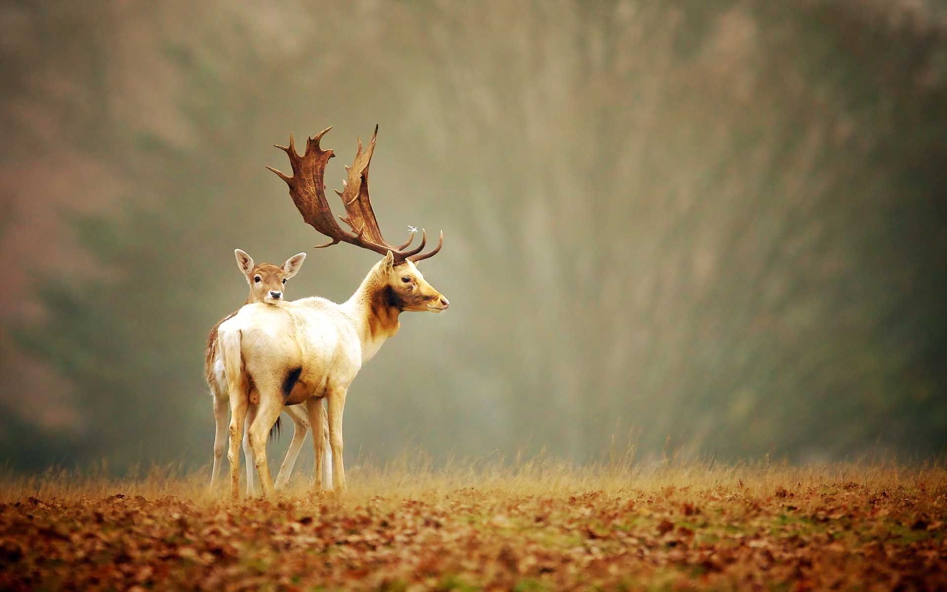 Beautifull Deer HD Wallpaper Free Download. Deer wallpaper, Deer background, Hunting wallpaper
