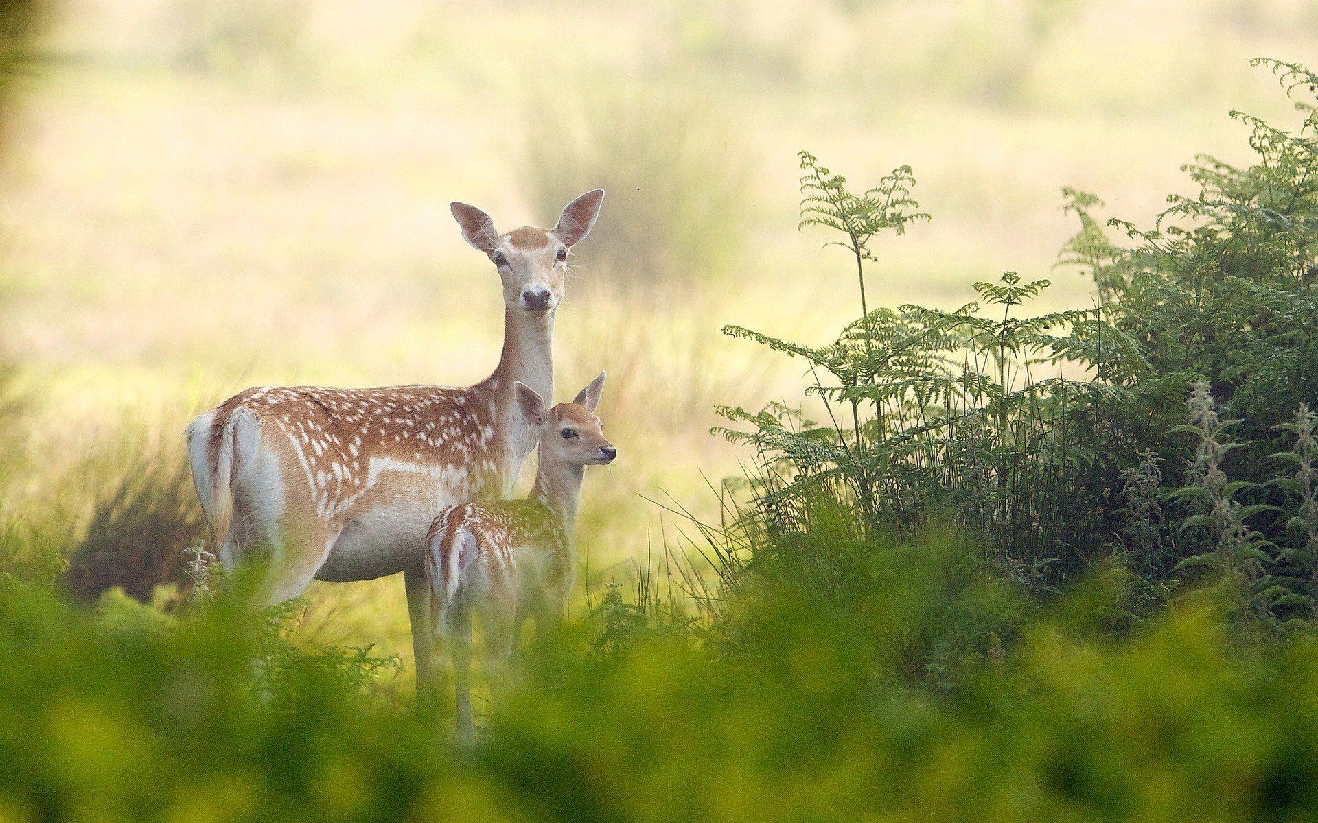 beauty, Cute, Amazing, Animal, Deer, Mother, And, Child, Standing, Together Wallpaper HD / Desktop and Mobile Background