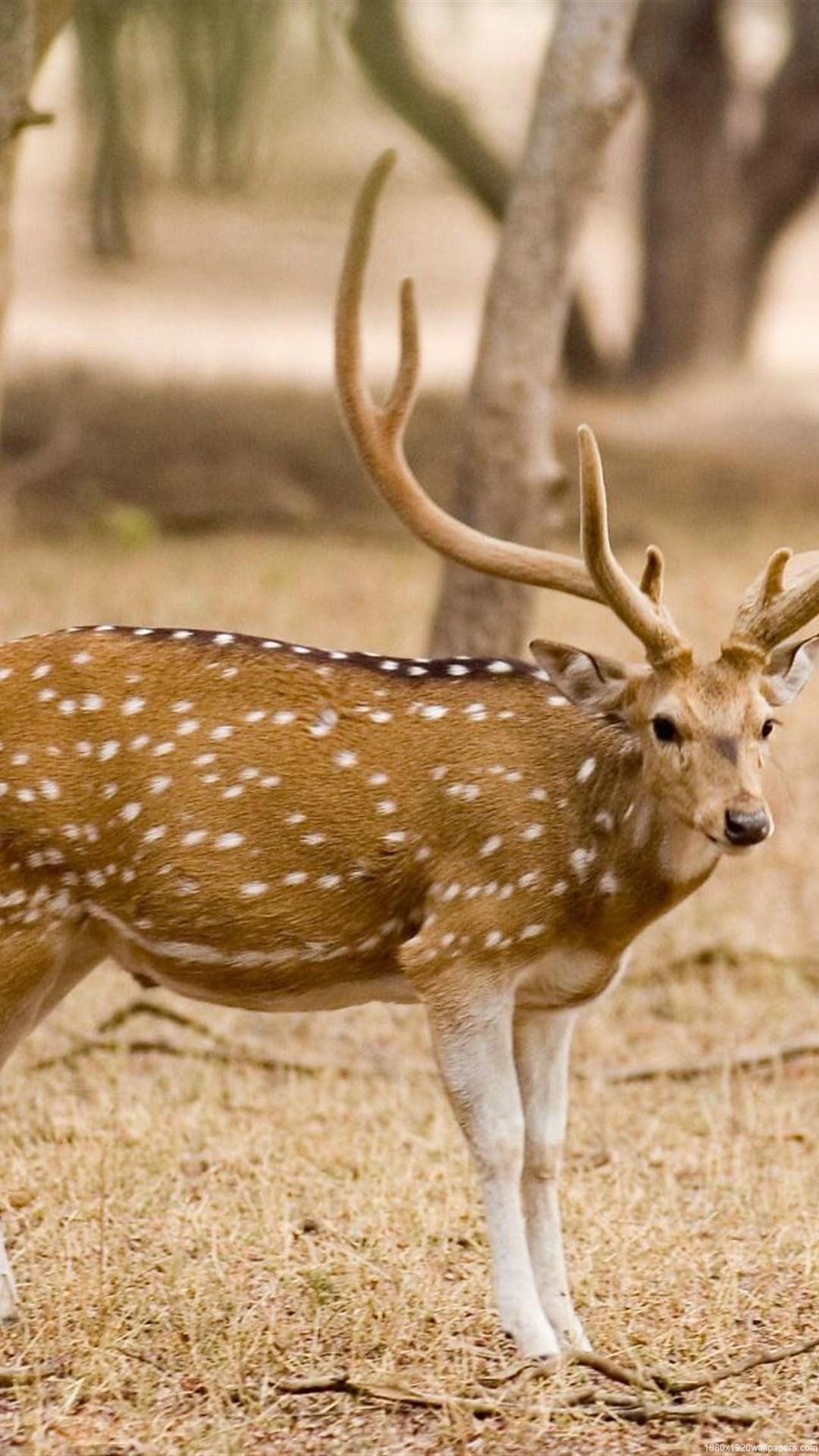 Deer Animal Wallpaper HD