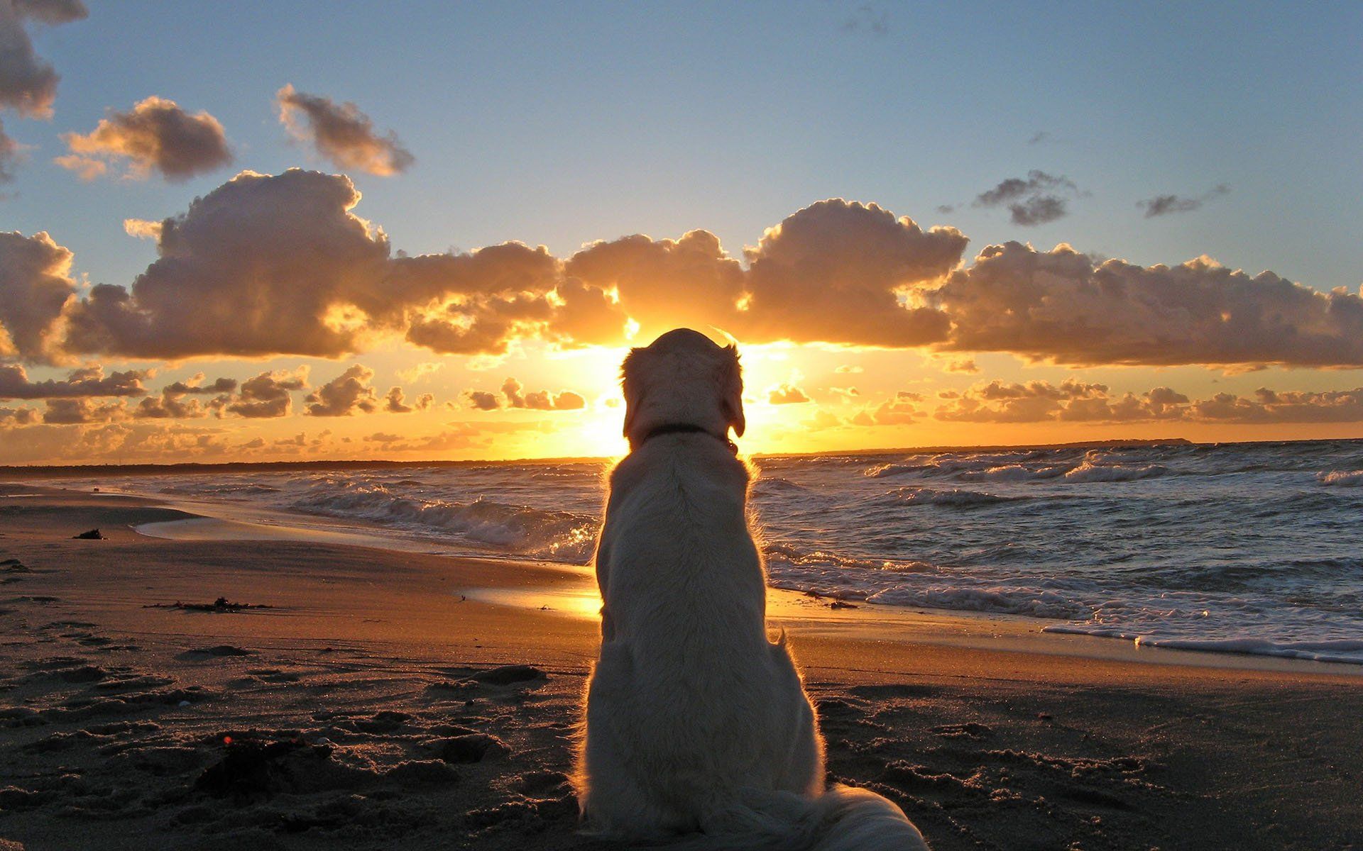 cute, Pet, Dog, Beach, To, Watch, The, Sun, Sea, Sky, Clouds
