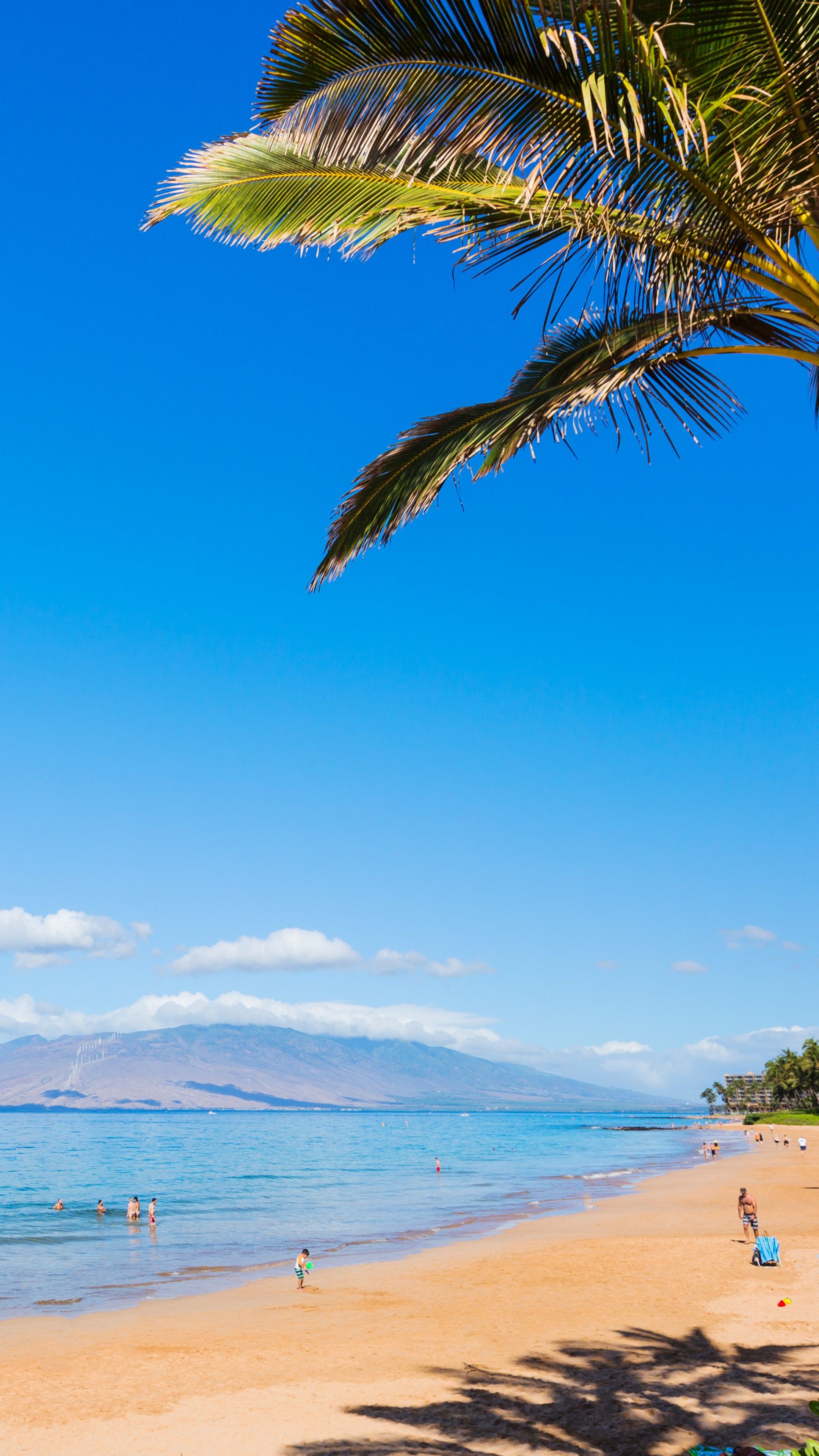 Wallpaper Maui, Hawaii, beach, ocean, coast, palm, sky, 5k, Nature