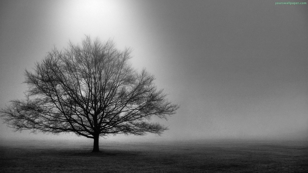 black and white trees wallpaper