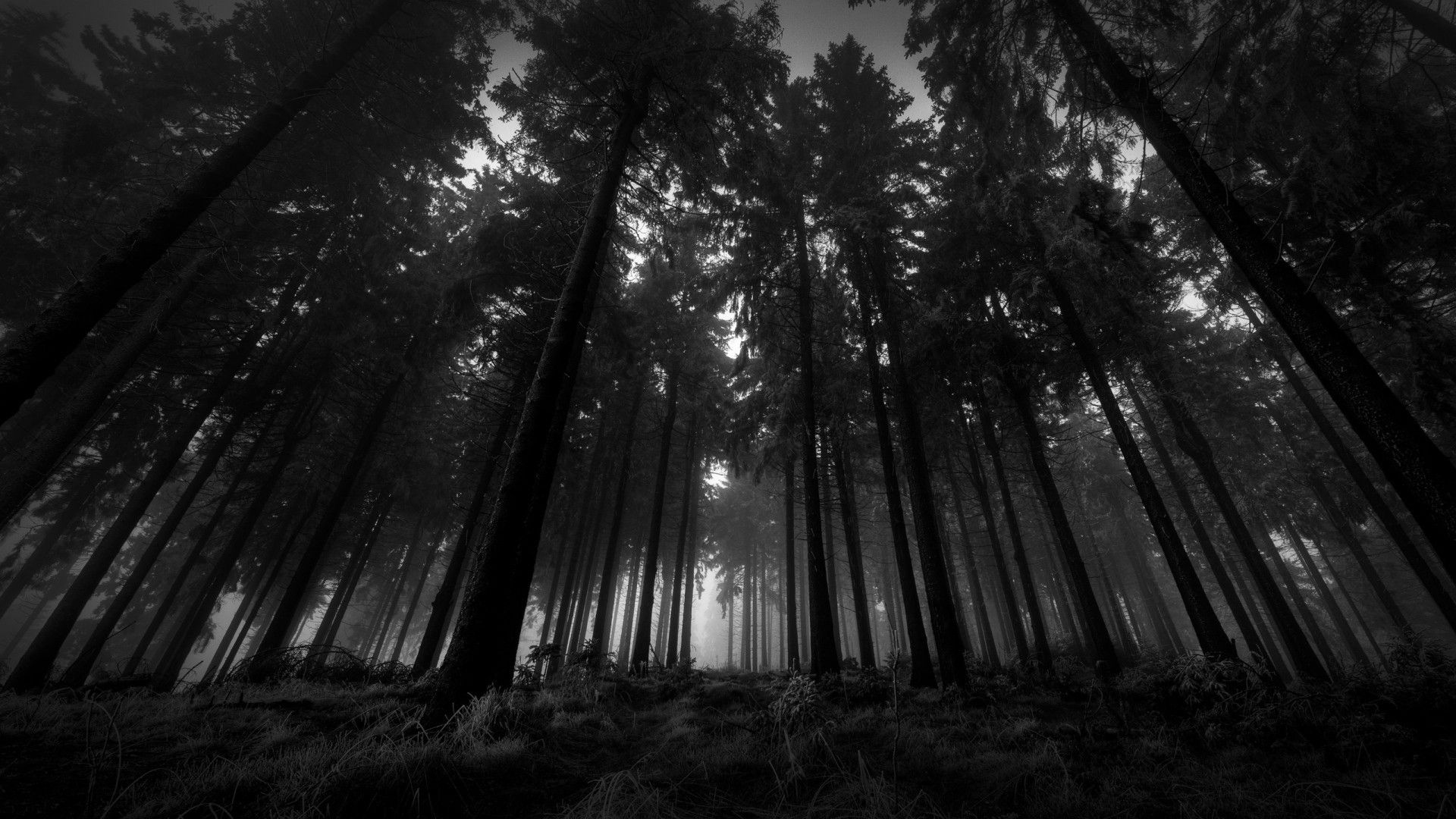 black, Trees, Nature, Landscape, White Wallpaper HD / Desktop