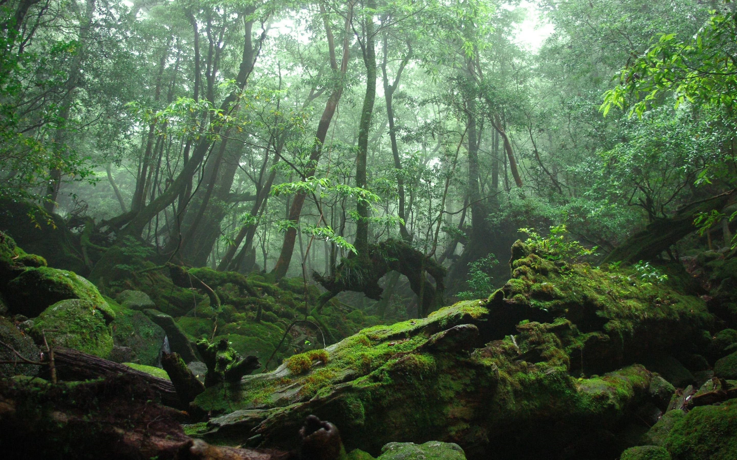 mossy-forest-wallpapers-wallpaper-cave