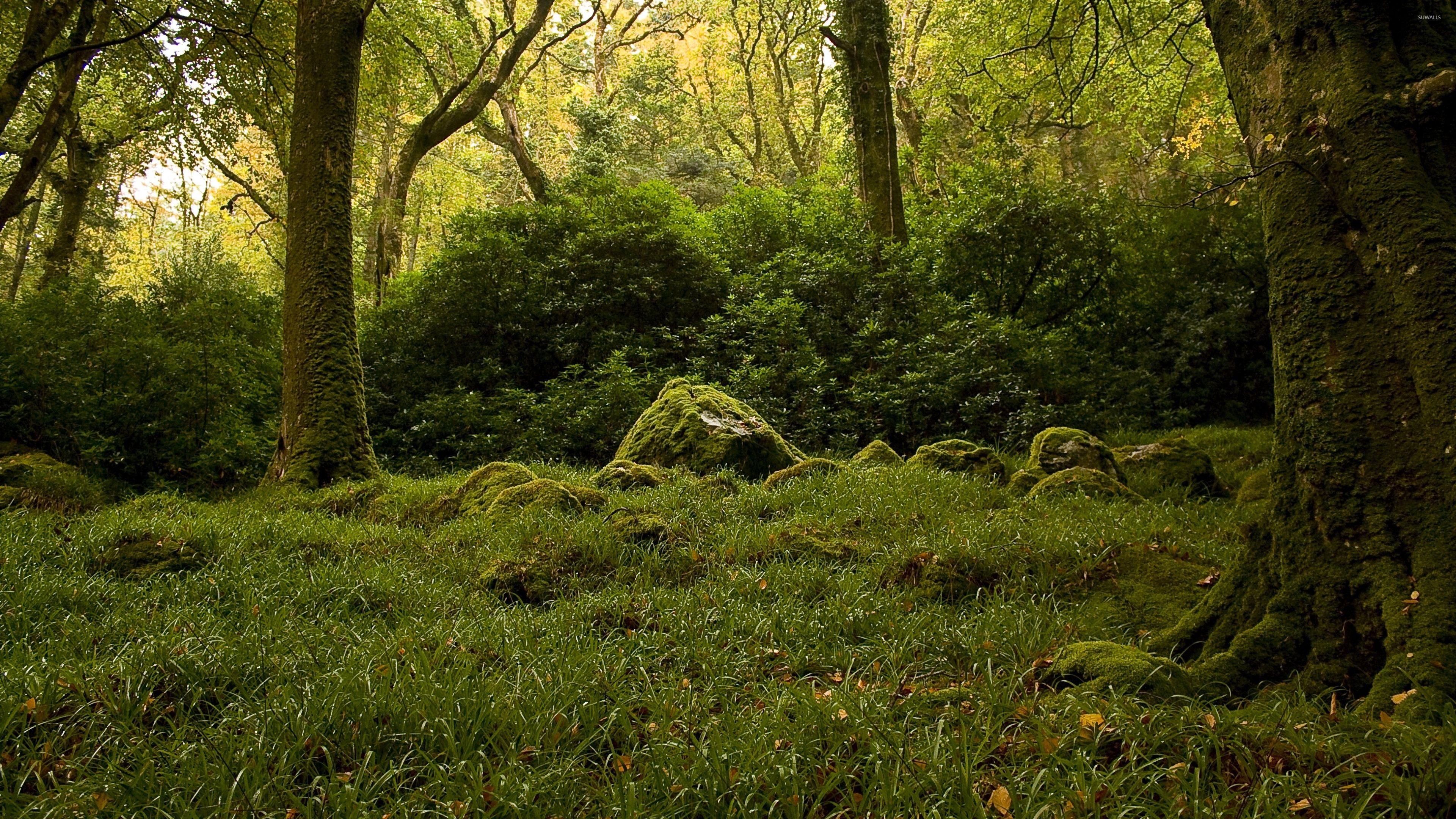 Mossy Forest Wallpapers - Wallpaper Cave