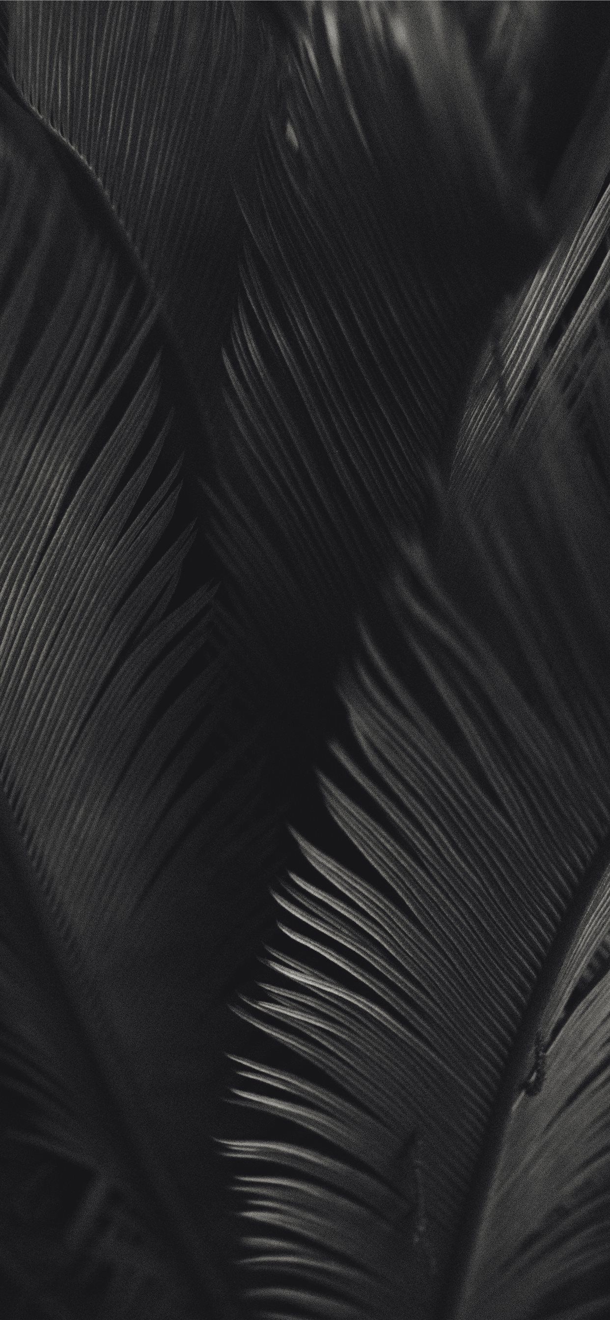 palm tree iPhone X Wallpaper Free Download