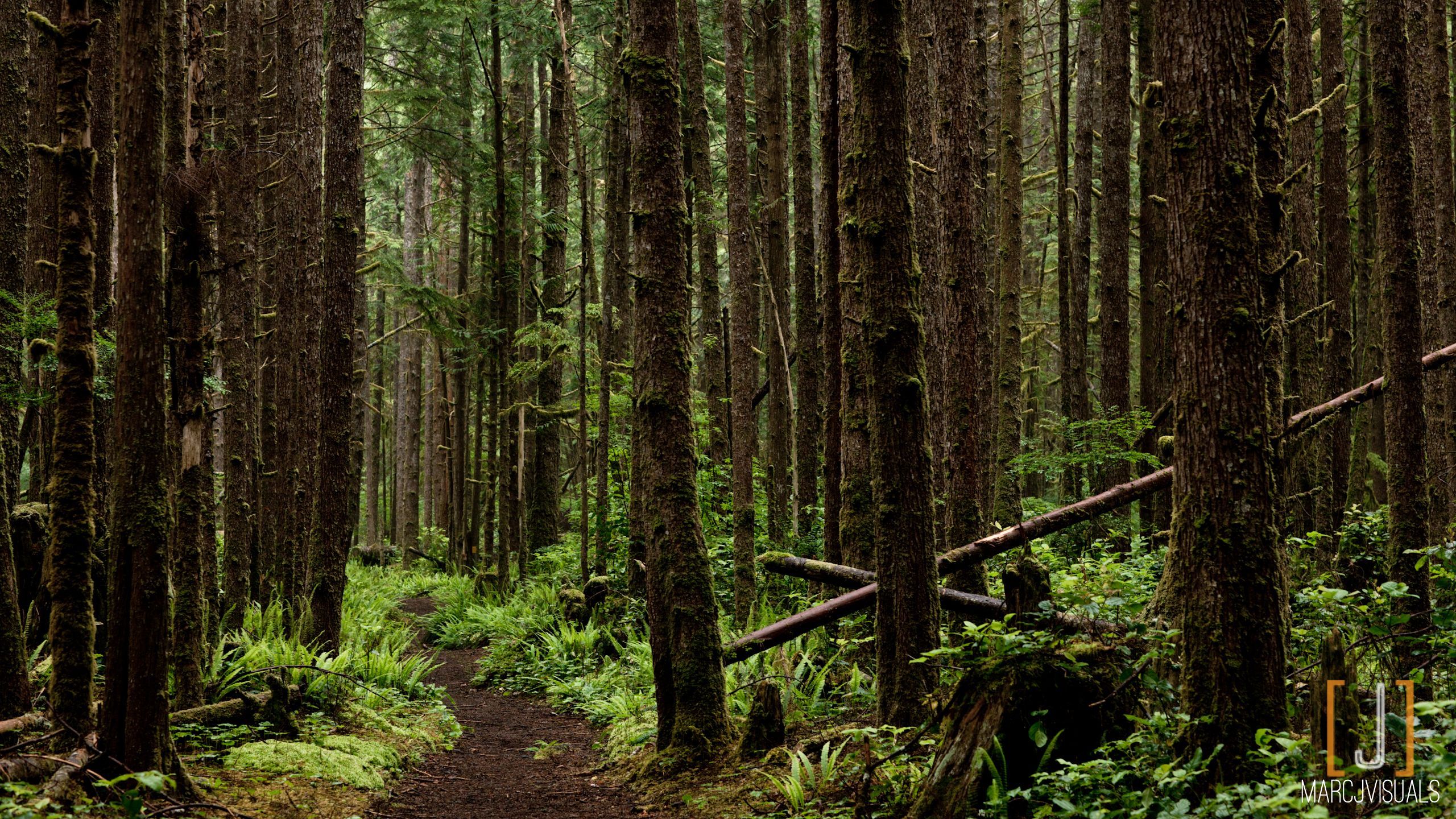 Mossy forest background. Outdoors theme, Forest background