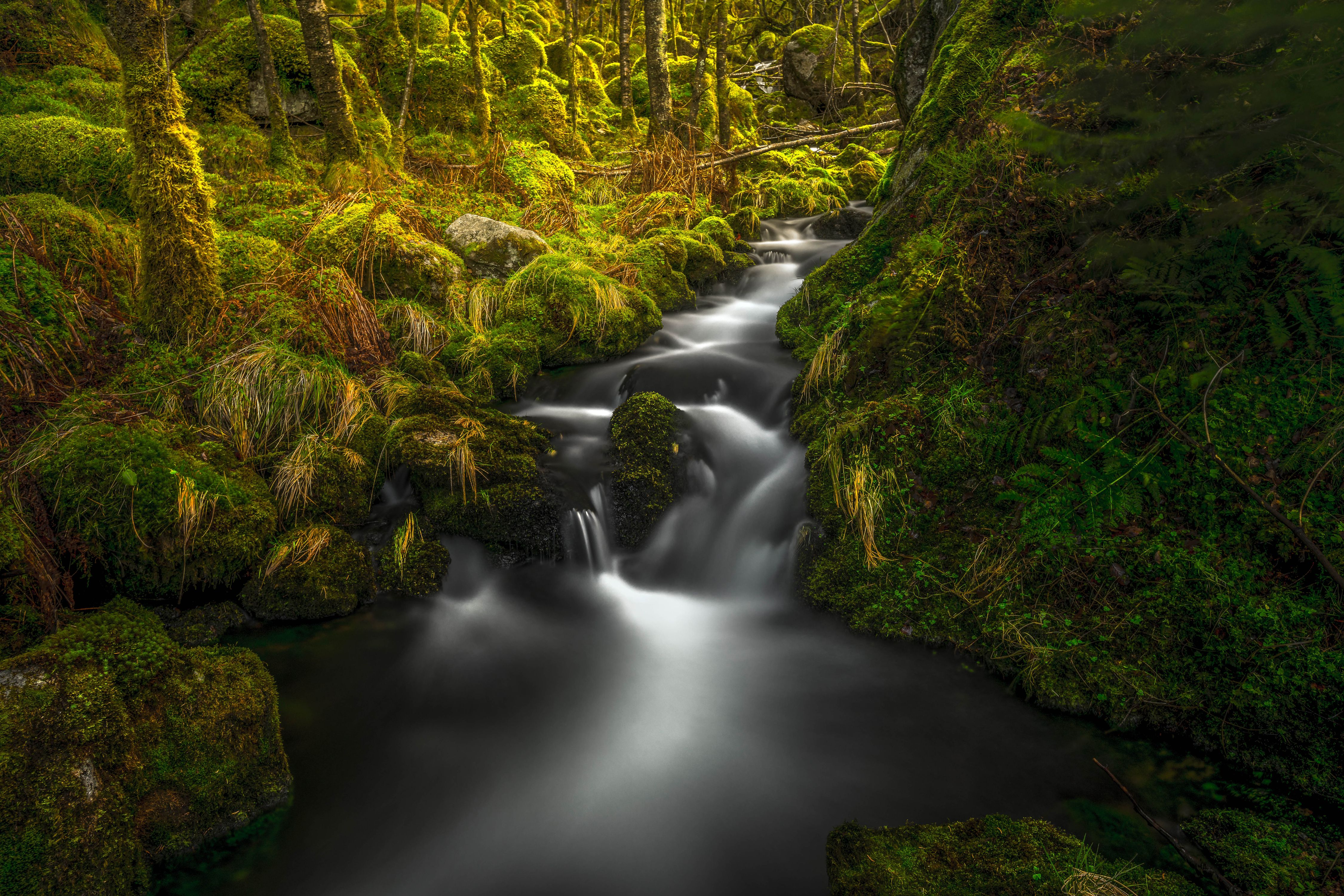 Stream in Mossy Forest 4k Ultra HD Wallpaper. Background Image