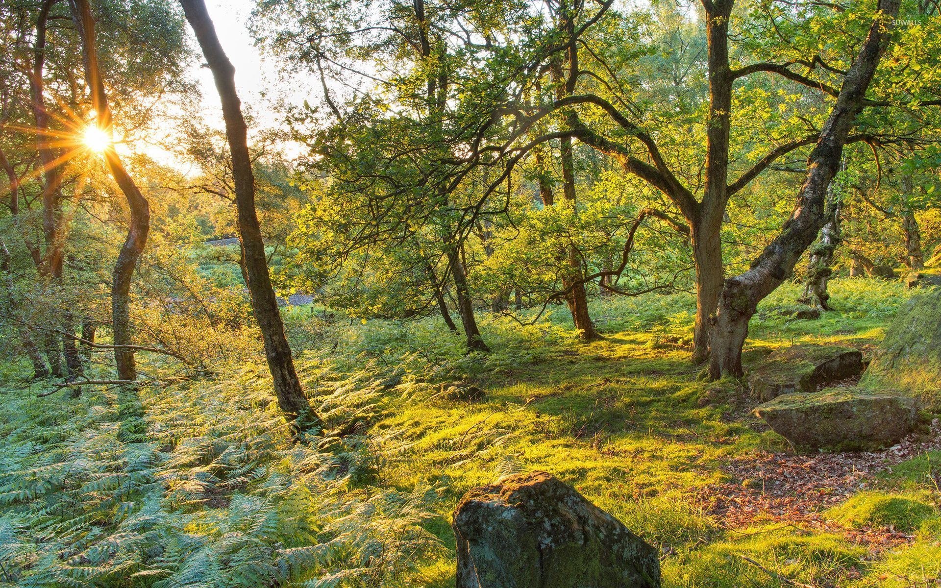 Mossy Forest Wallpapers - Wallpaper Cave