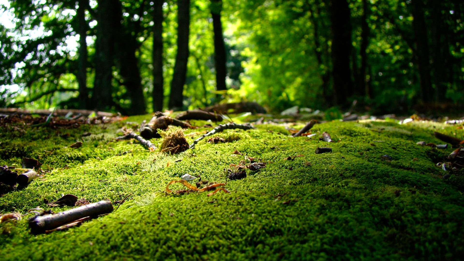 Mossy Forest Wallpapers - Wallpaper Cave