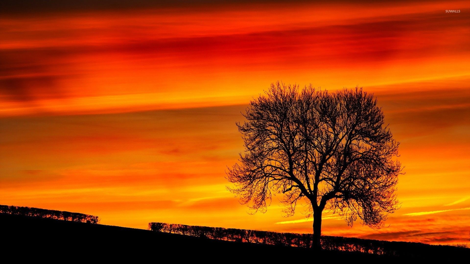 Tree In Sunset Wallpapers - Wallpaper Cave