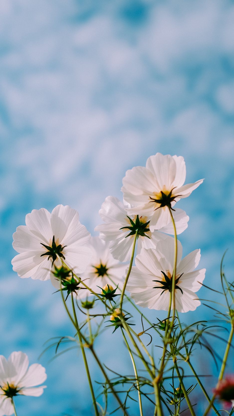 Download wallpaper 938x1668 cosmos, flowers, white, petals, sky