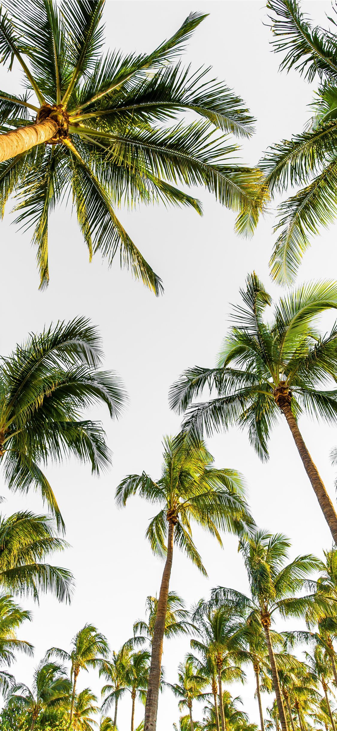 Best Palm tree iPhone 11 HD Wallpaper