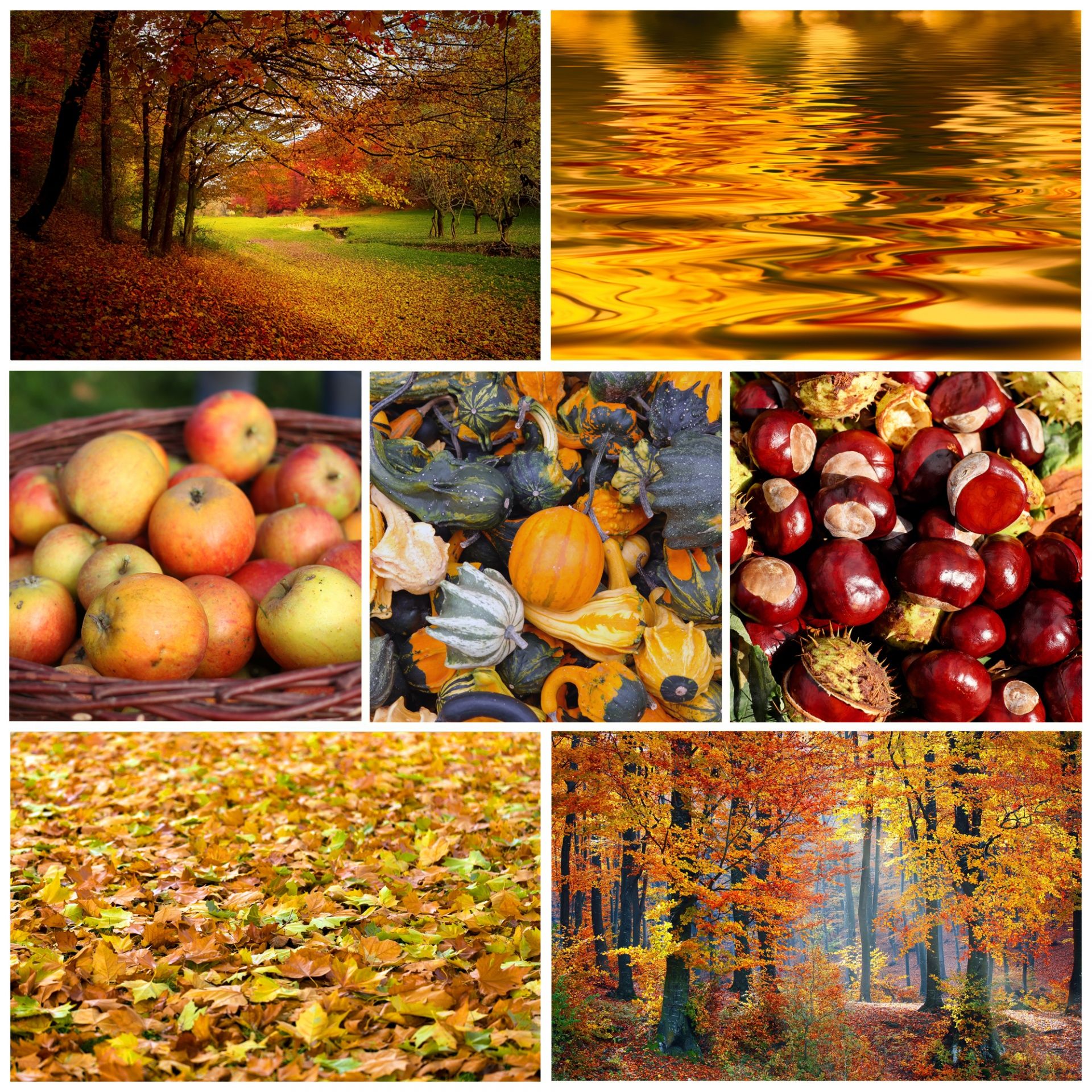 Autumn Colors Wallpaper Free Domain Picture