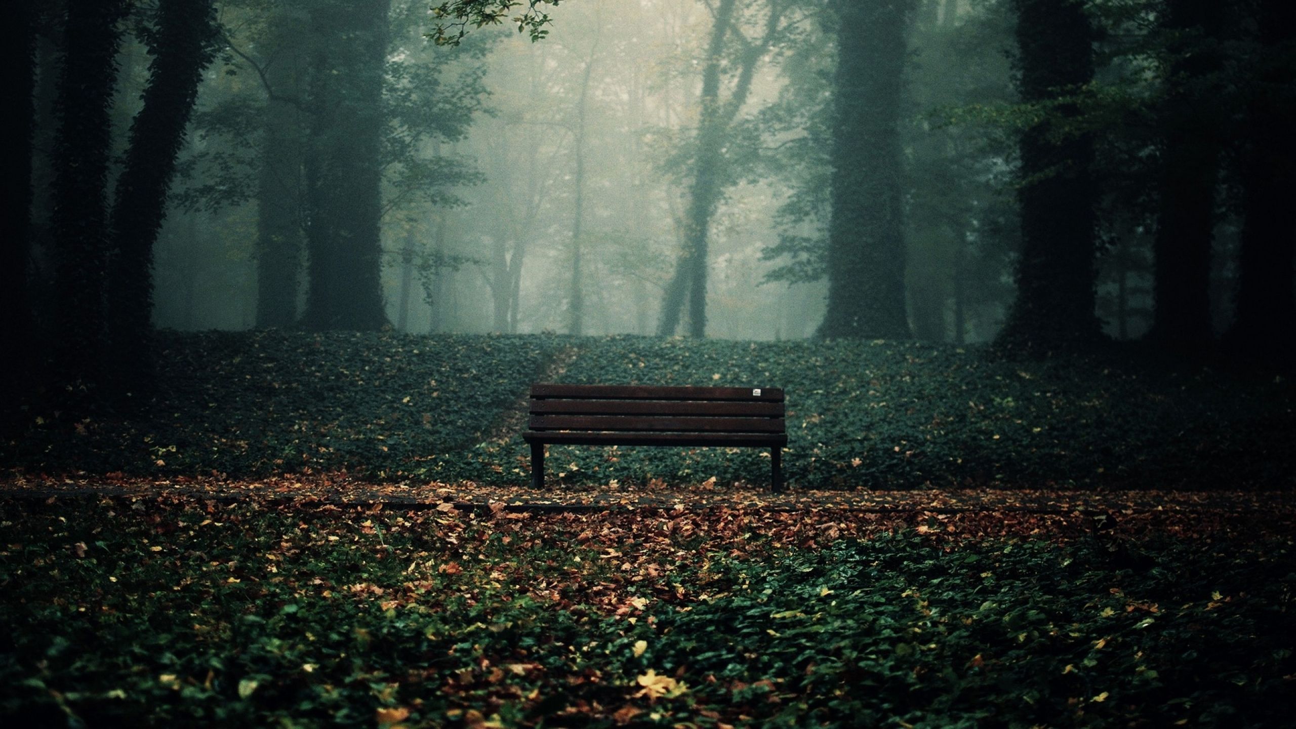 Nature Trees Fog Bench Creative Photography Wallpaper