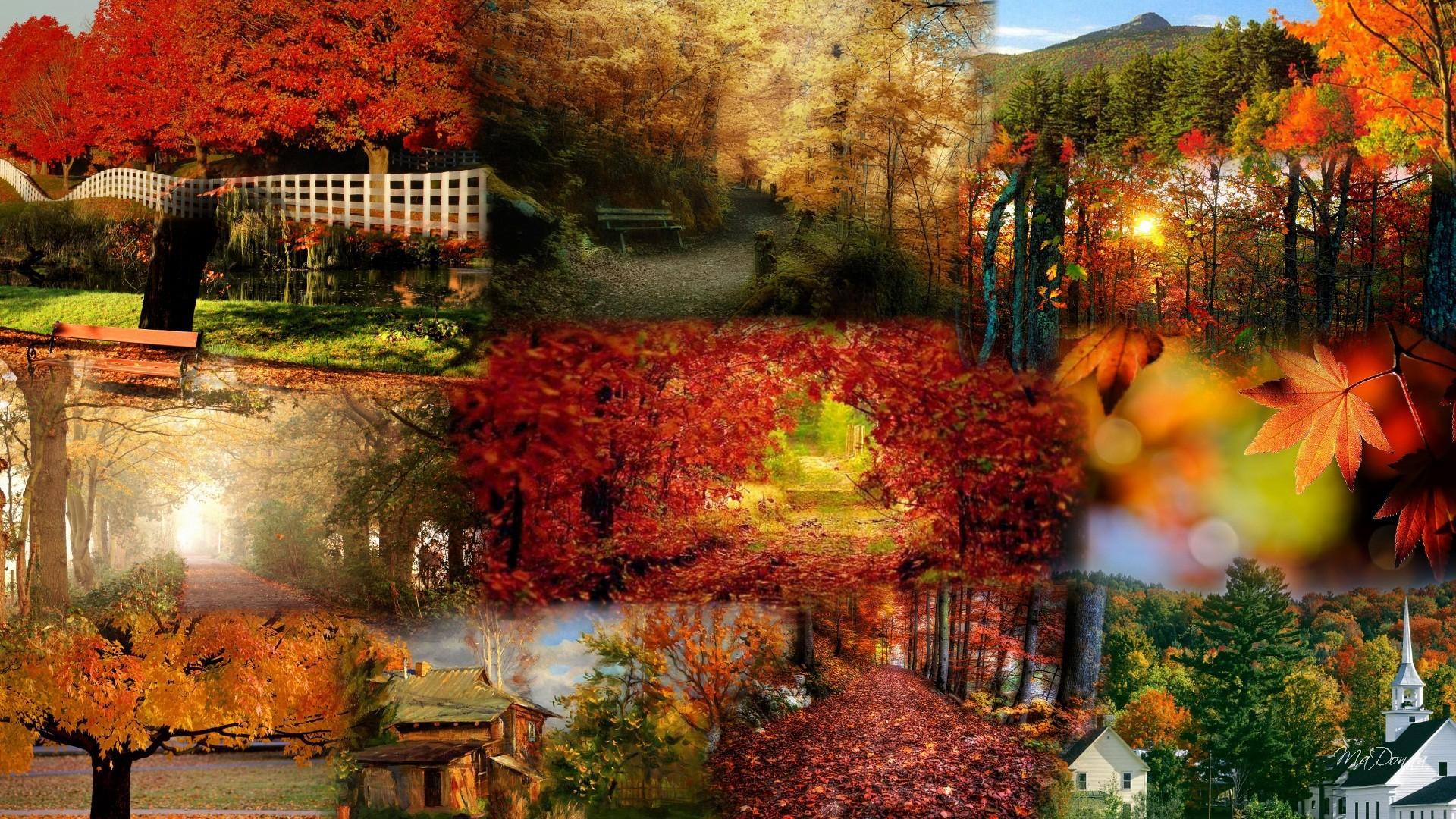 Collage Of Fall Color HD desktop wallpaper, Widescreen, High