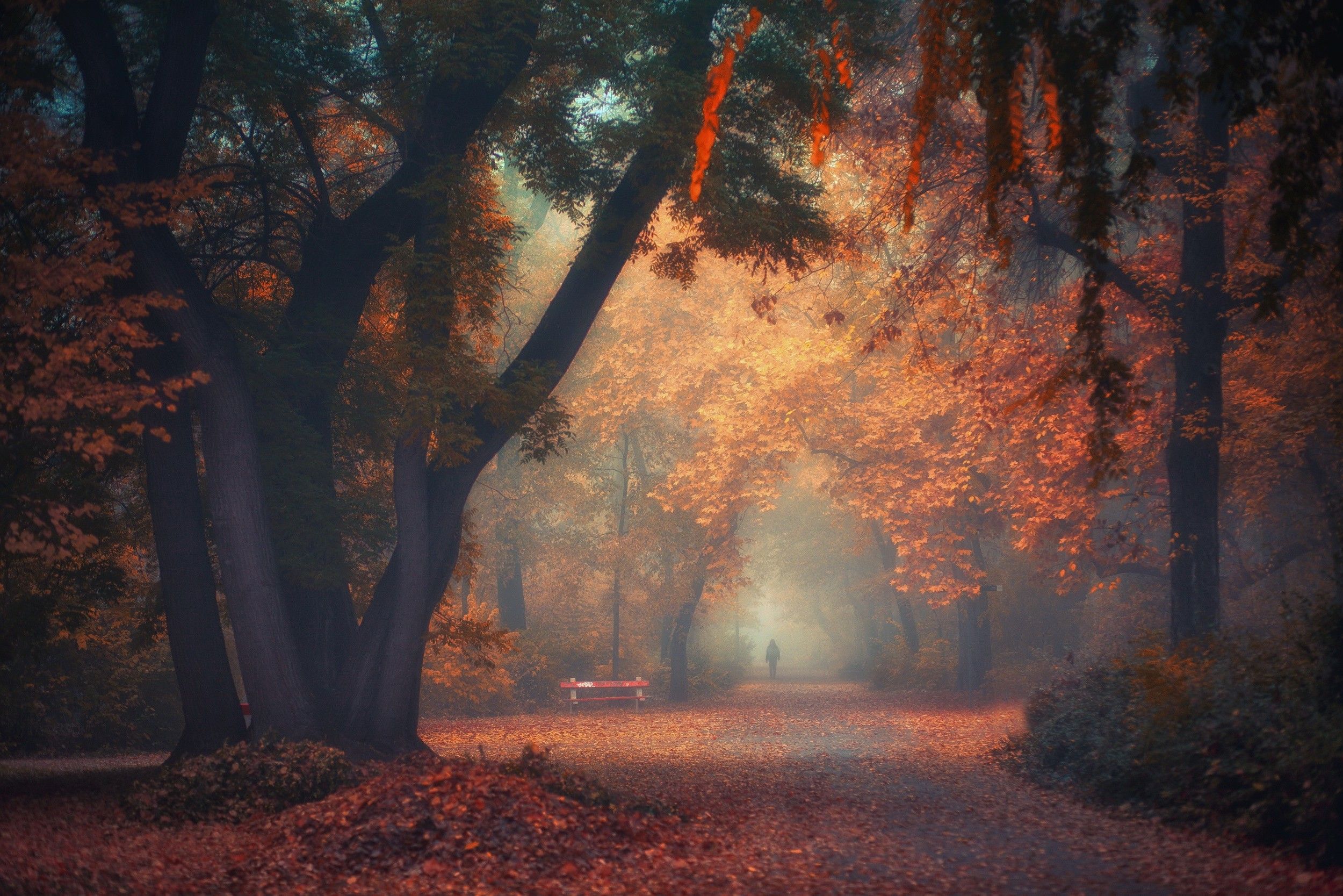 walking, Nature, Photography, Landscape, Park, Morning, Trees, Fall, Path, Bench, Leaves, Mist, Atmosphere, Netherlands Wallpaper HD / Desktop and Mobile Background