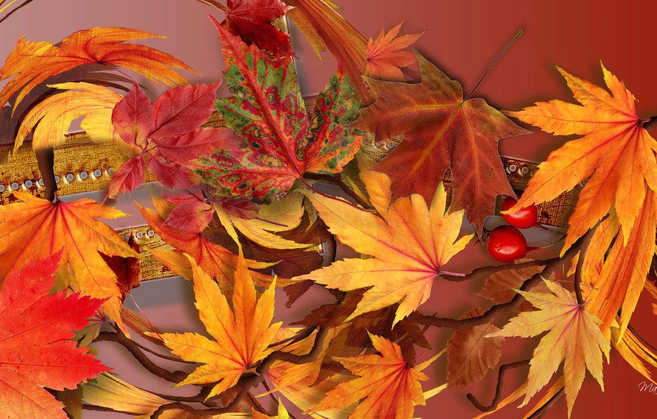 Wallpaper autumn, leaves, collage image for desktop, section разное