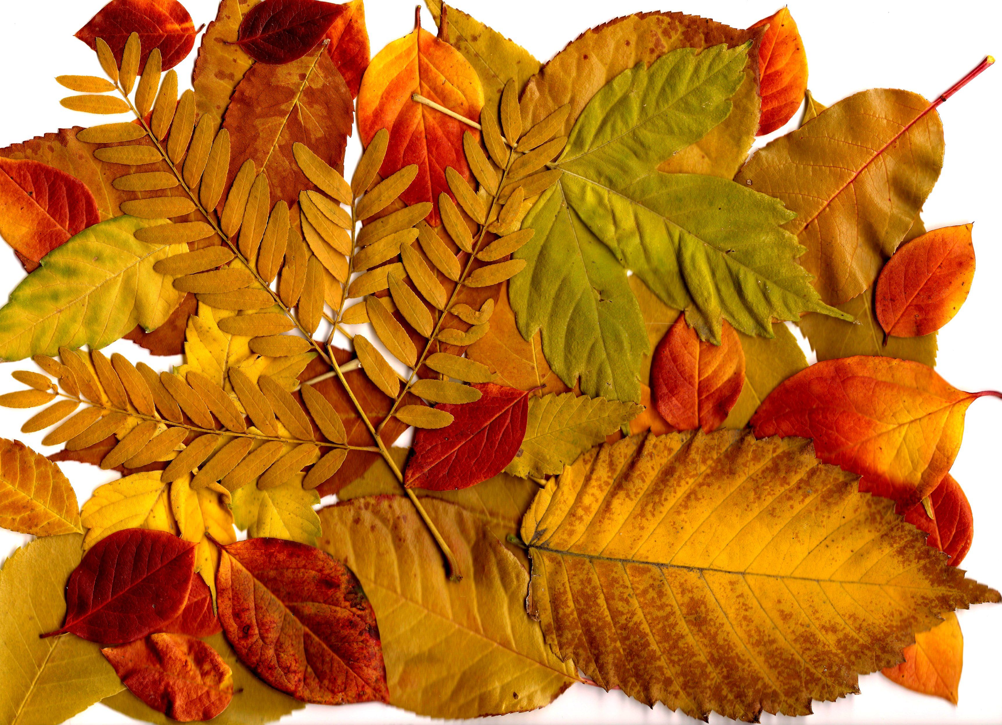 Autumn Leaves Collage Picture. Free Photograph. Photo Public Domain