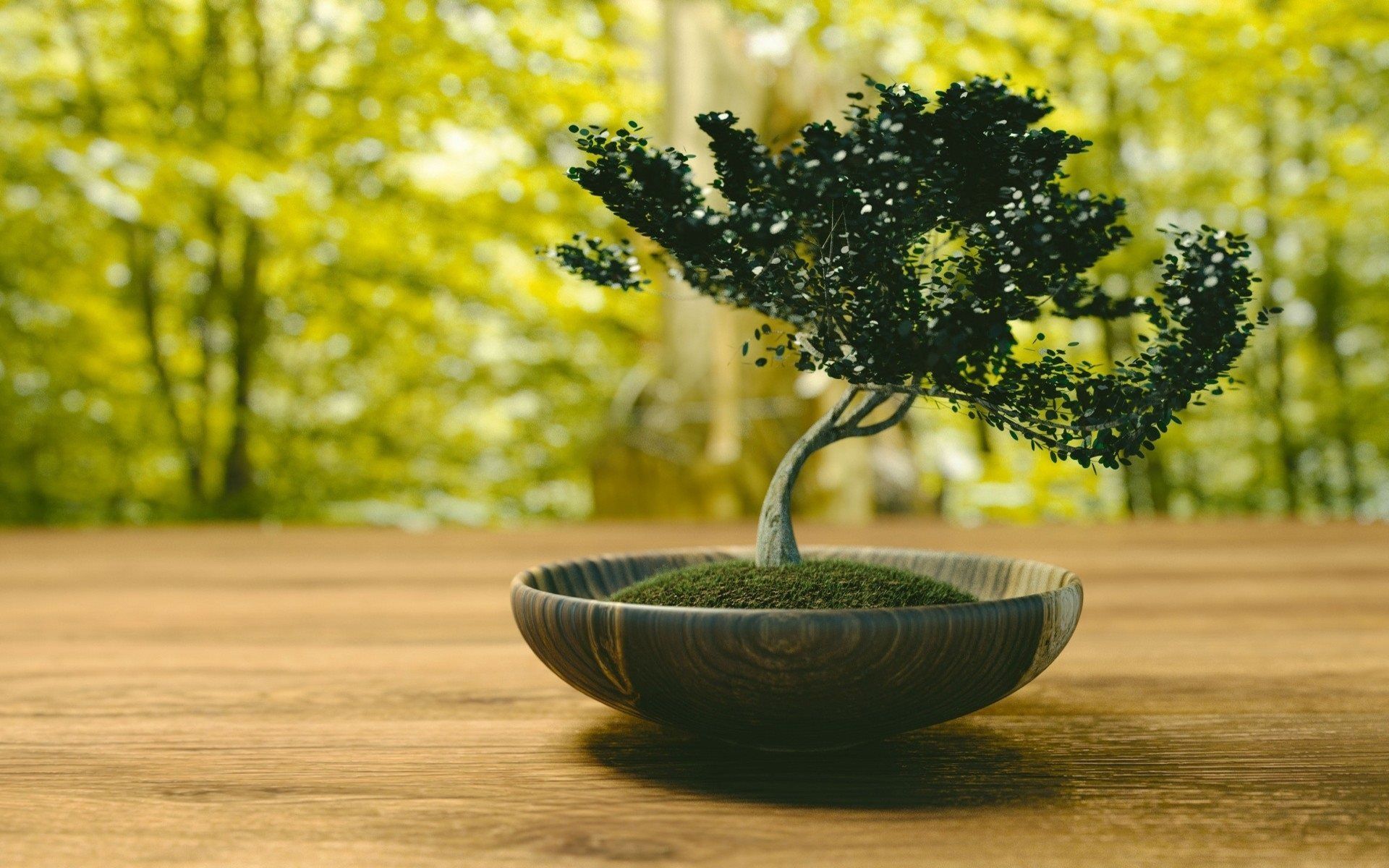 Download wallpaper Bonsai, small tree, Japan, Japanese tree for desktop with resolution 1920x1200. High Quality HD picture wallpaper