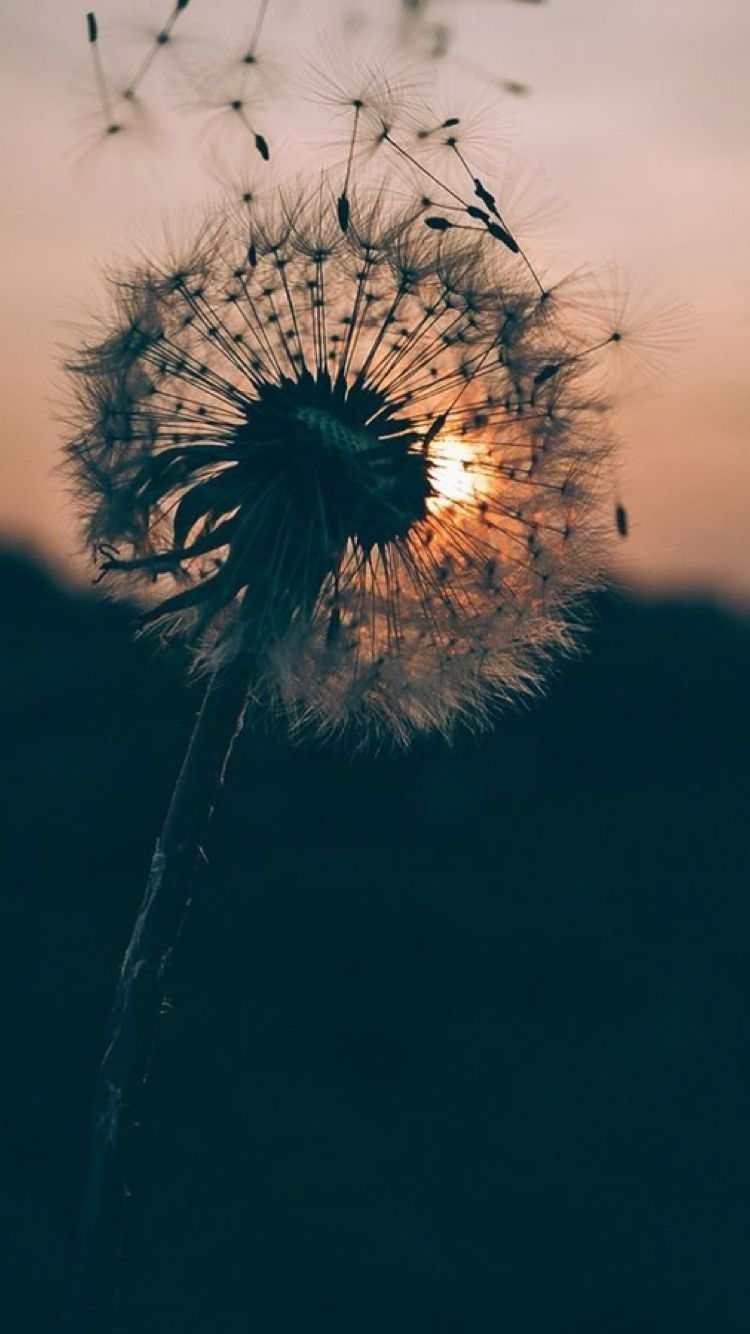 Home page. Dandelion wallpaper, Nature photography, Nature