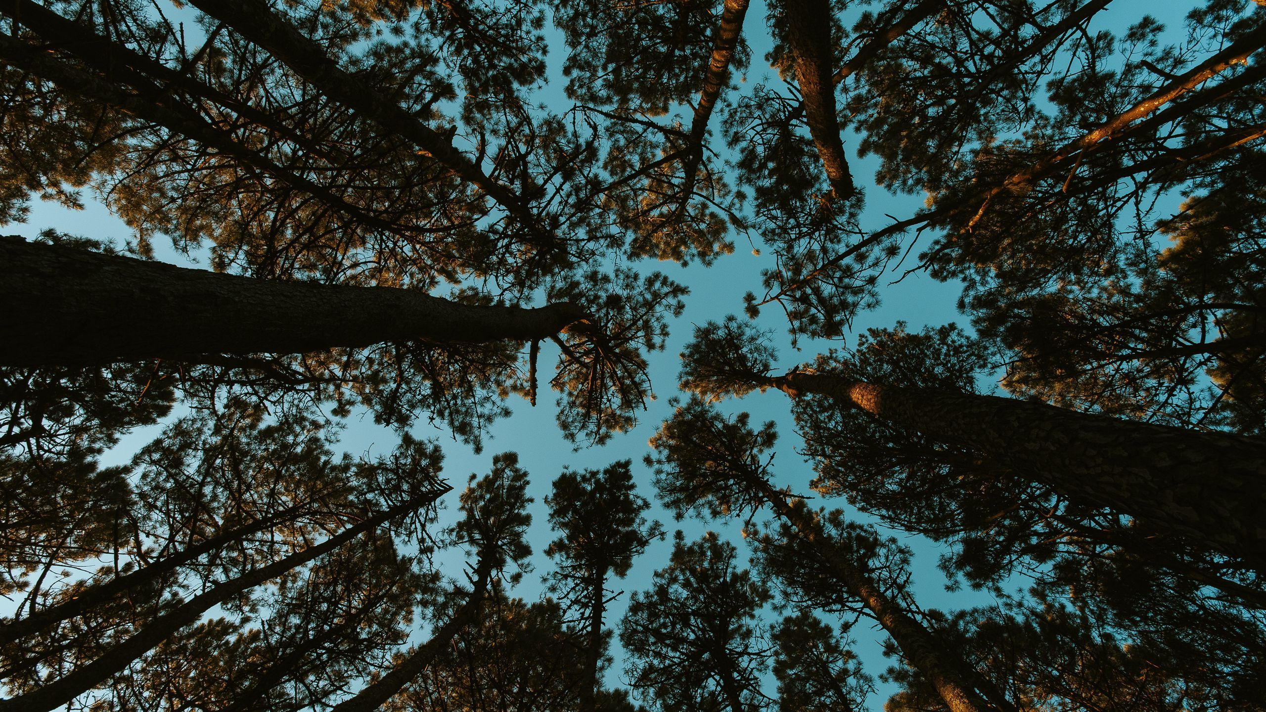 Download wallpaper 2560x1440 forest, trees, sky, bottom view