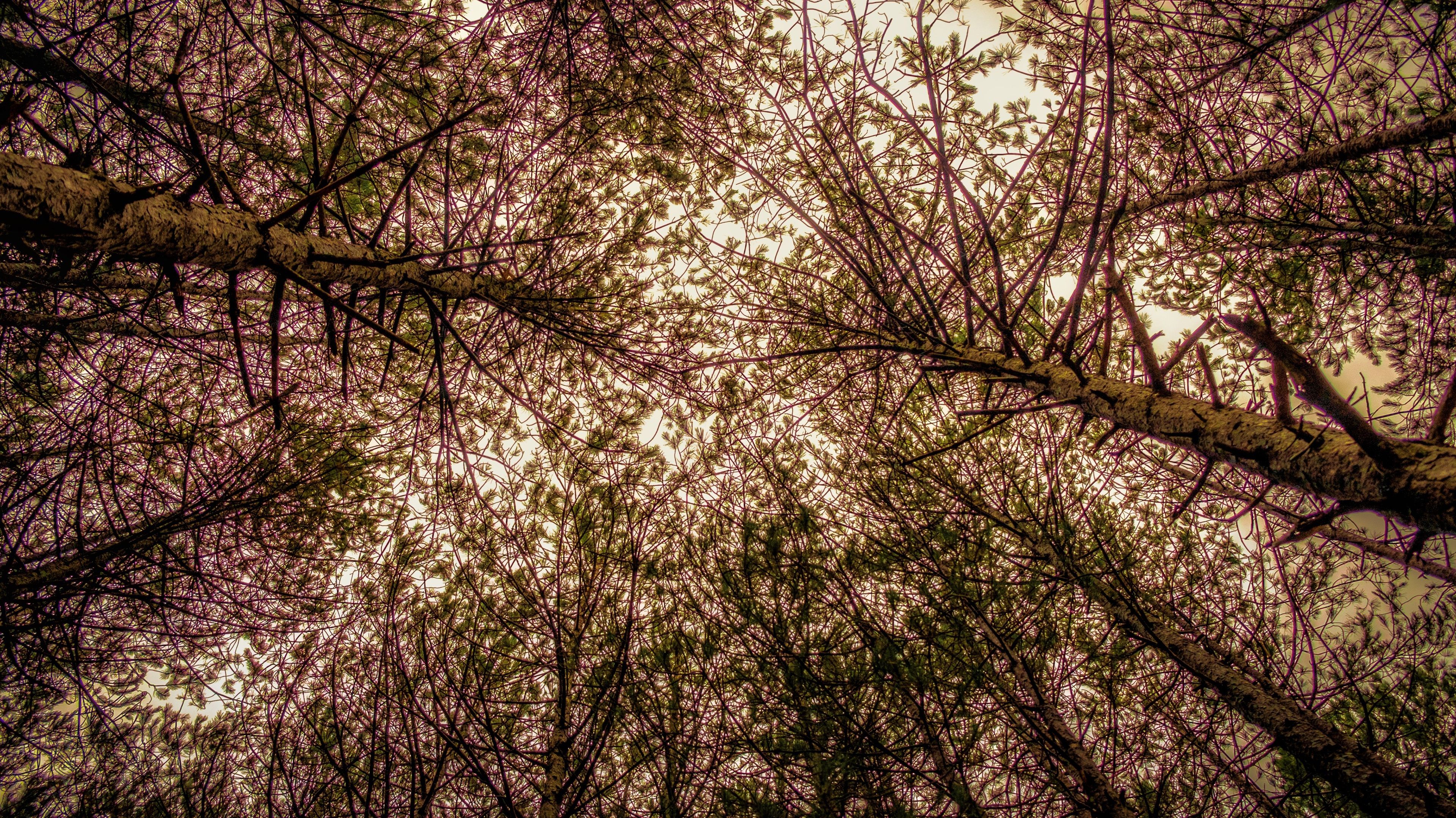 Wallpaper Forest, trees, twigs, from bottom view 3840x2160 UHD 4K