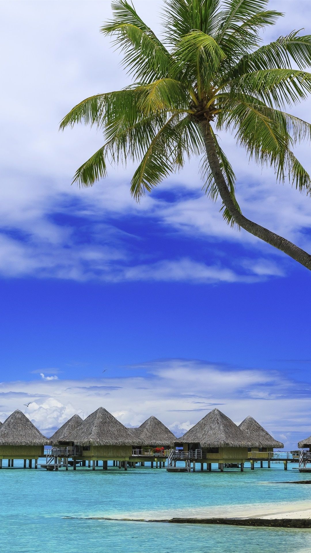 Palm trees, tropical summer, paradise, beach, sea, resort