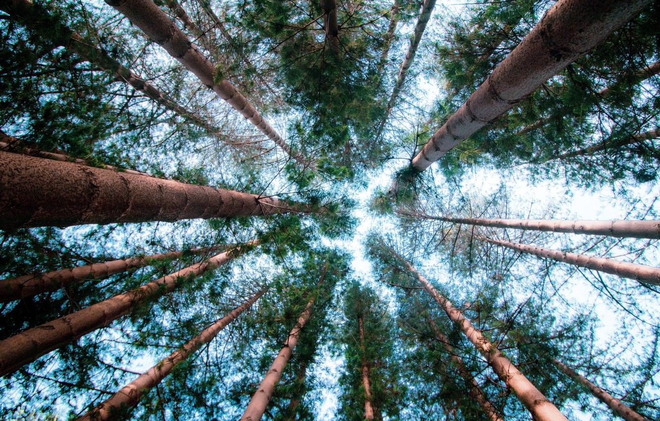 Wallpaper forest, trees, nature, pine, bottom view image