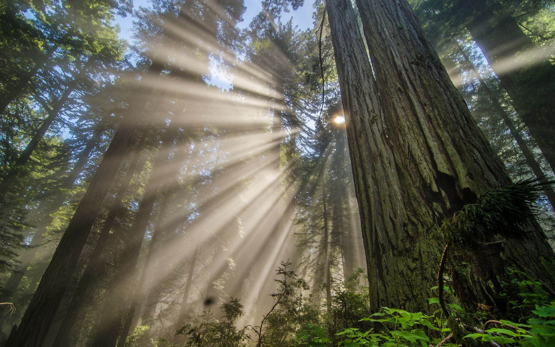 image Rays of light Bottom view Nature forest Trunk tree 1920x1200