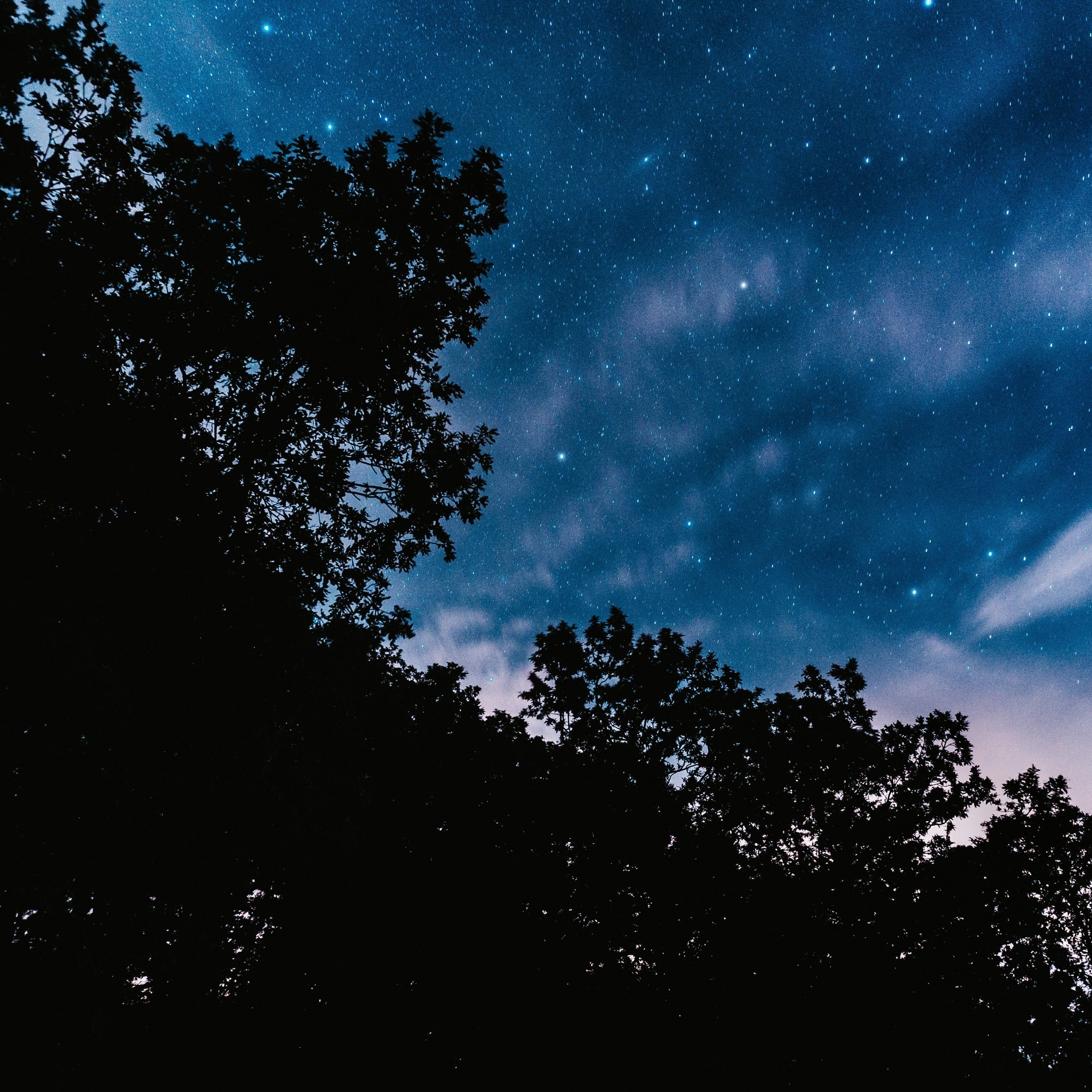 Download 3000x3000 Stars, Night, Trees, Clouds, Bottom View
