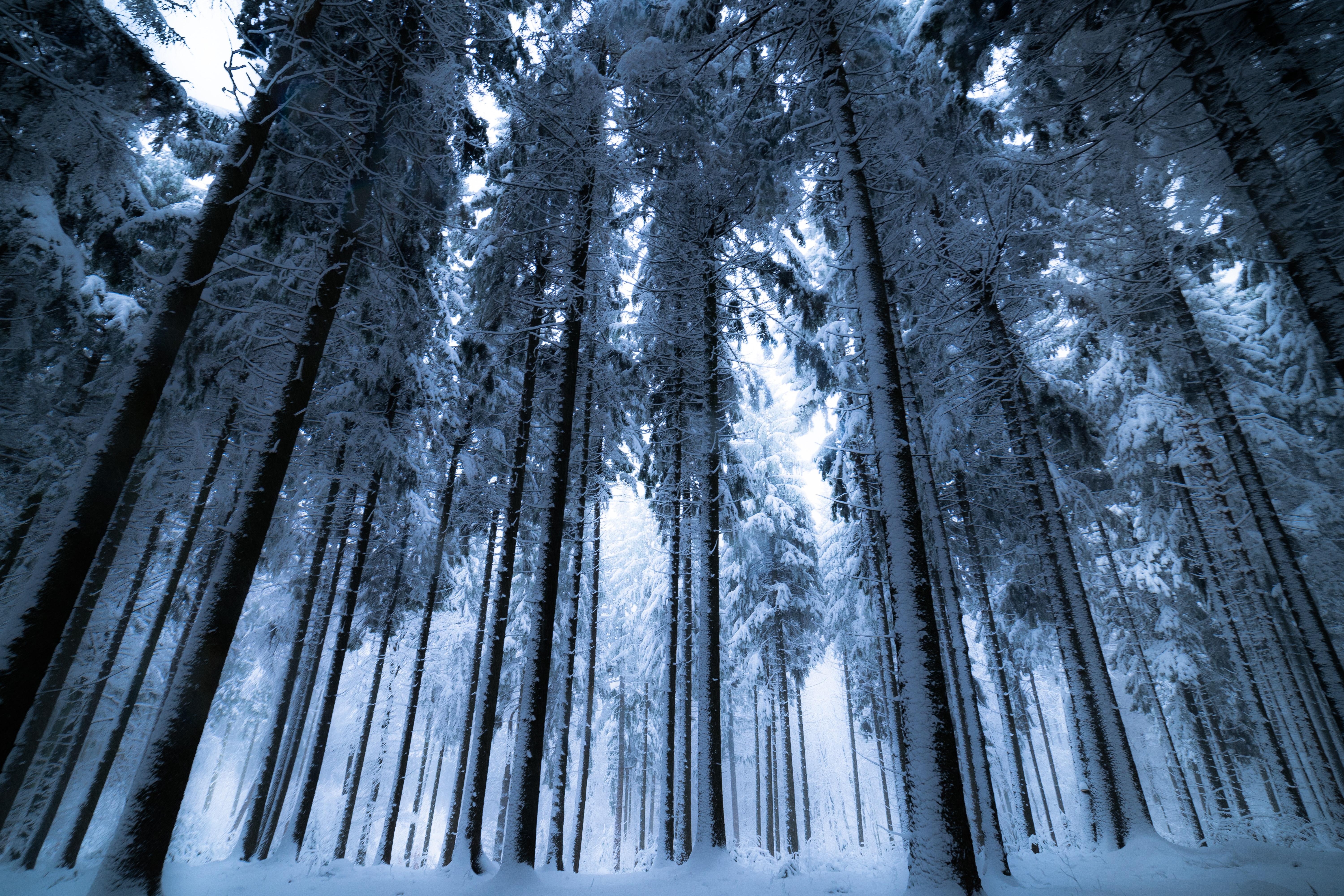 wallpaper forest, winter, trees, snow, bottom view, fog HD